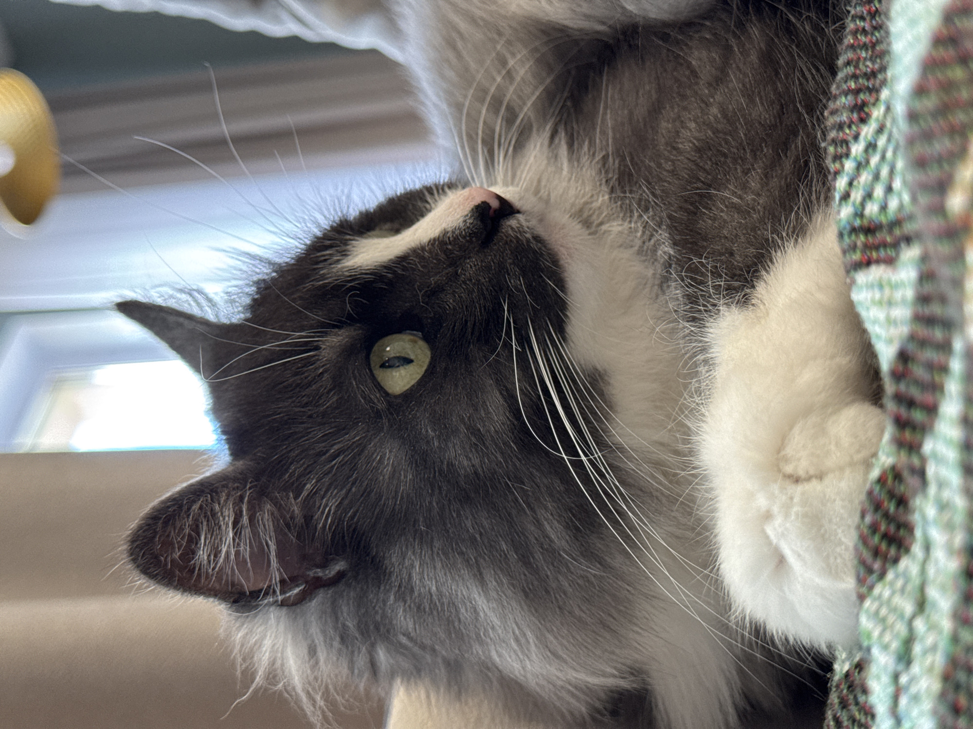 A close-up photograph depicts a cat with gray and white fur. The cat is looking up with one visible green eye. The cat has a pink nose and white whiskers. Part of a patterned blanket is visible on the right side of the frame. In the background, a window and a blurred yellow object are visible. The photograph does not contain enough detail to determine that it was taken in Izhevsk, Russia.