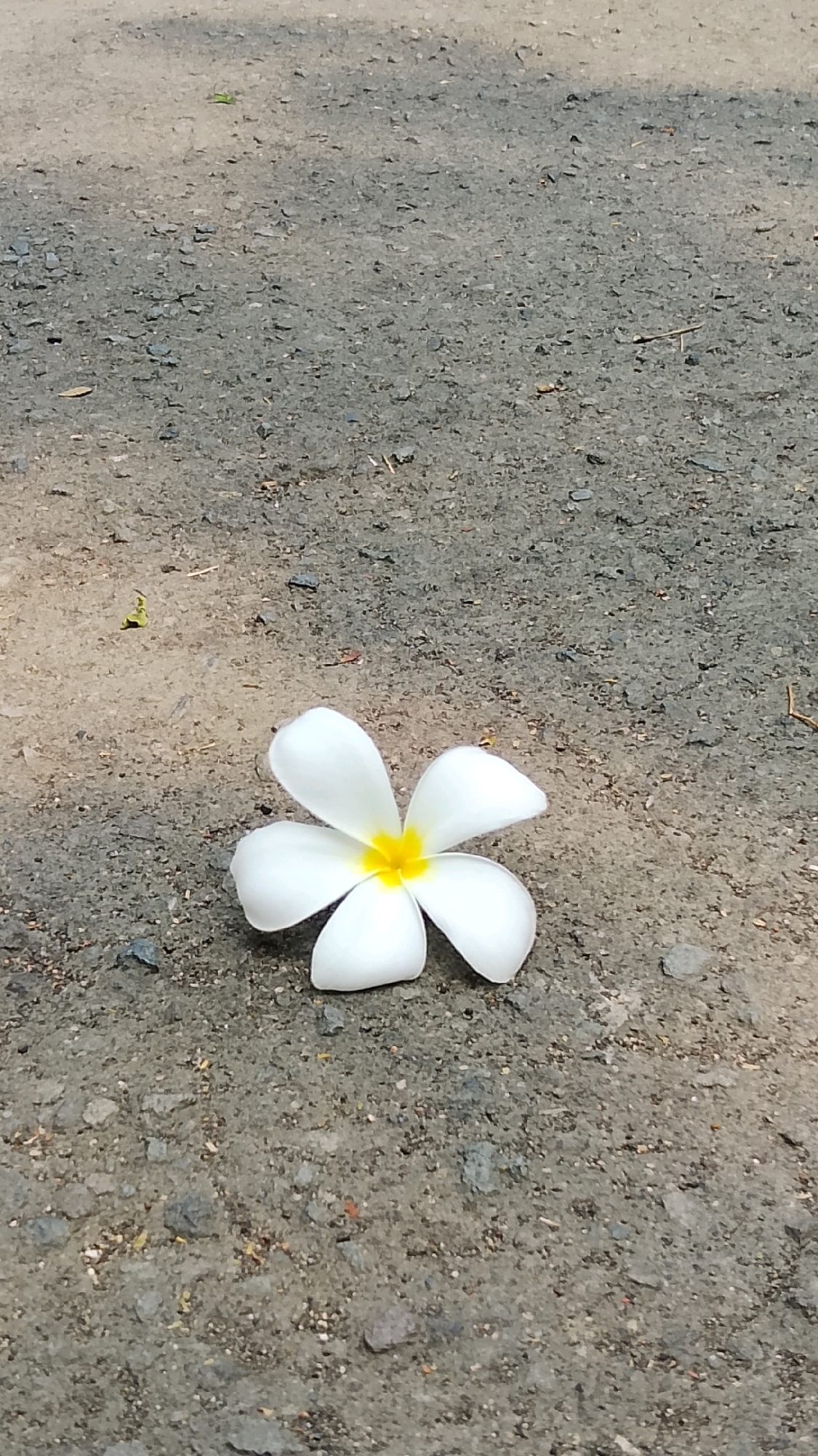 A solitary white Plumeria flower with a yellow center rests on a rough, gray asphalt surface. The asphalt is speckled with small stones and debris, indicative of an outdoor environment. Sunlight casts dappled shadows across the surface, suggesting it is daytime. There are no other objects or individuals visible in the frame. The overall scene is static and lacks any activity. The location is identified as Tlogobendung, Indonesia.