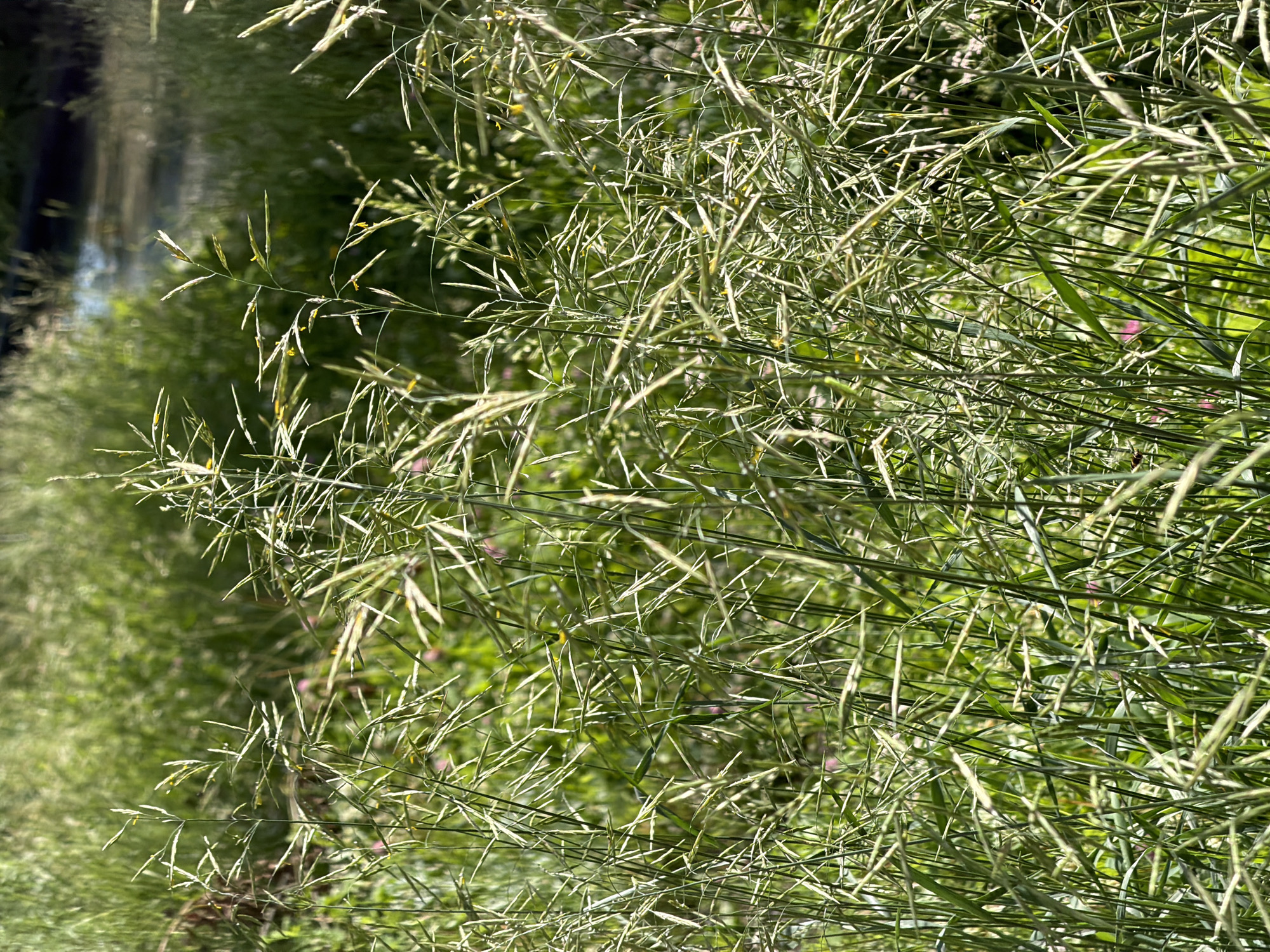 A close-up, eye-level shot focuses on tall, wispy green grass with seed heads, set against a blurred background of more lush greenery and a hint of water. The grass in the foreground is the primary subject, with individual blades and seed stalks clearly visible, catching the sunlight. Some of the seed heads have a light yellow tint. The background is a soft bokeh of various shades of green, suggesting a natural, uncultivated environment, possibly a park or natural reserve. The water element in the background indicates proximity to a stream, river, or pond. The lighting suggests it is daytime, likely with bright sunlight filtering through the foliage. The scene appears still and tranquil.