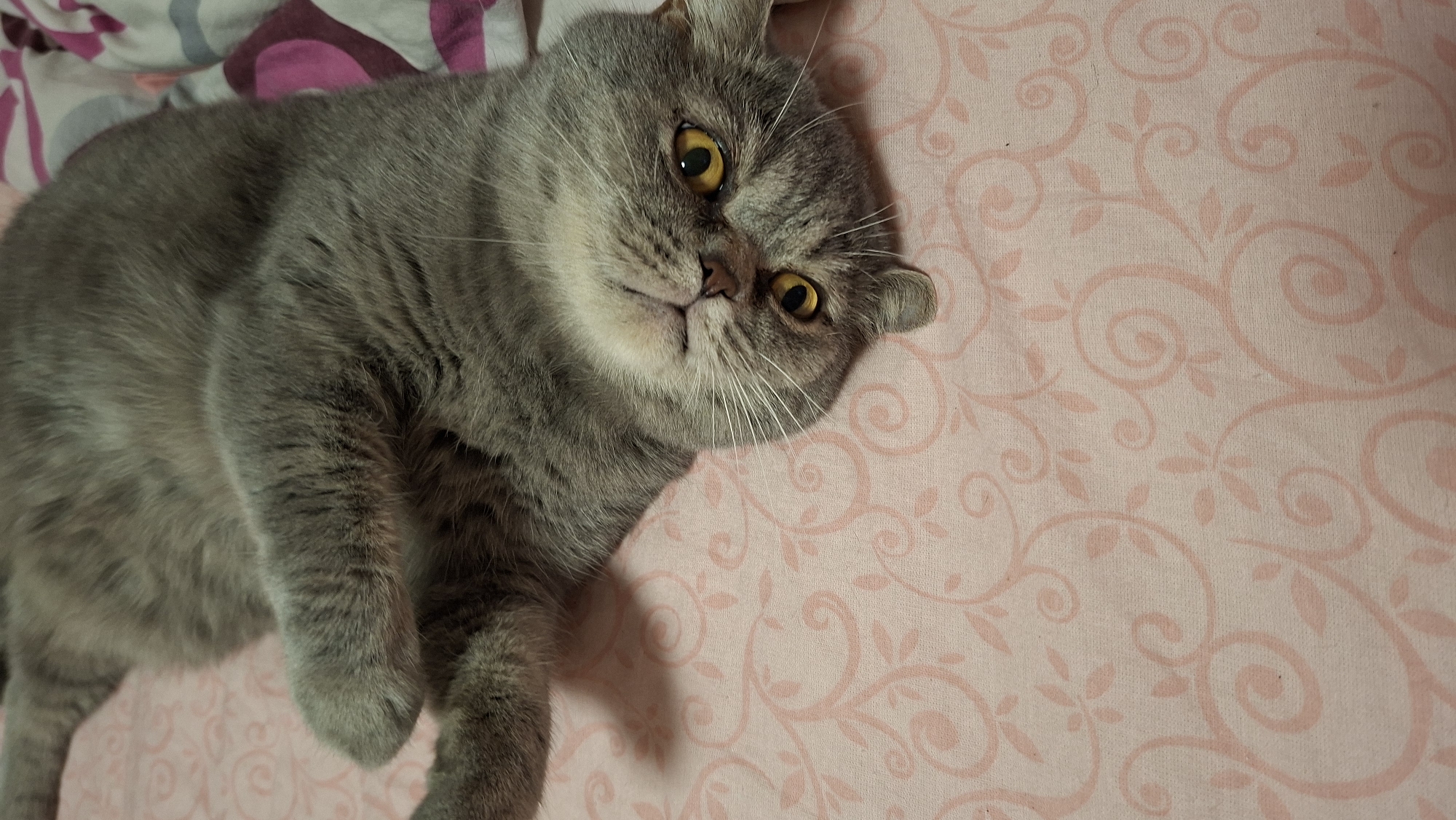 A grey cat is lying on its back on a pink patterned sheet. The cat has yellow eyes and white whiskers. Its paws are resting on its chest, and its head is tilted to the side, looking at the camera. The sheet has a repeating pattern of swirling vines and small flowers. The image is taken from a top-down perspective, with the cat's body filling most of the frame. The background is a blurry pink and white patterned fabric. There is no discernible location within the city of Chaikovsky, Russia, or any human presence in the image.