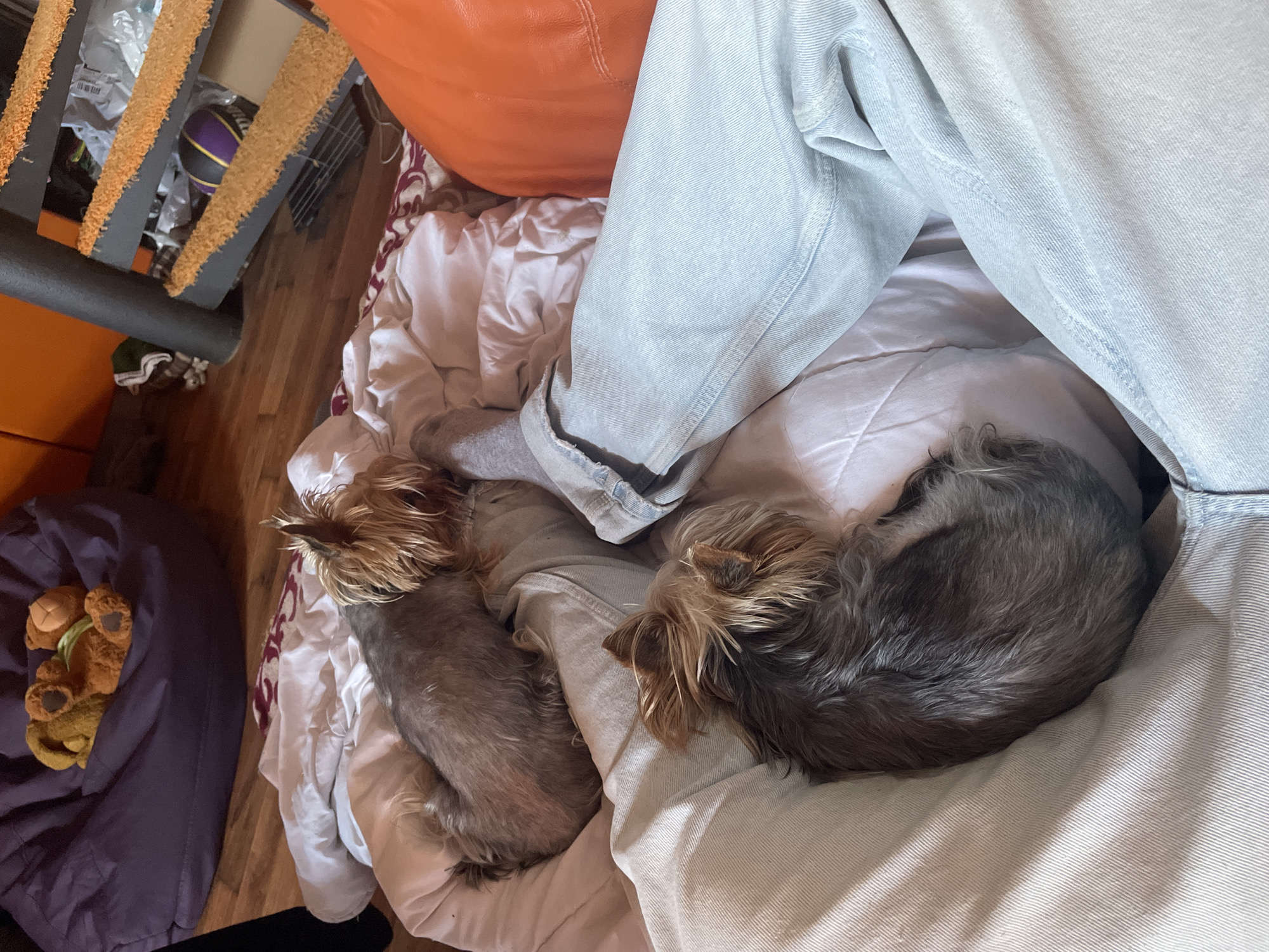 Two Yorkshire Terriers are nestled on a white comforter next to a person wearing light blue denim pants and a gray sock. The scene takes place indoors, as evidenced by the wooden floor and various household objects in the background. To the left, there is a purple beanbag chair with stuffed animals on it. Other background items include an orange pillow and a rack with various objects. The specific location in Burgas, Bulgaria, cannot be determined from the visual information provided.