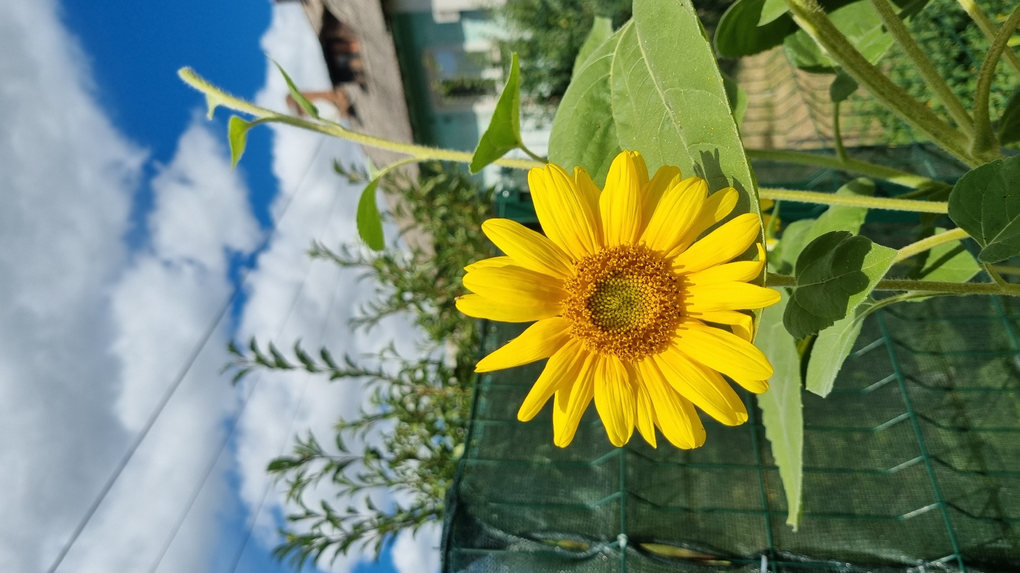 A close-up, eye-level, outdoor shot features a vibrant yellow sunflower in the foreground, facing right. The sunflower's bright yellow petals encircle a textured, golden-brown center with hints of green. Behind the sunflower, a green mesh fence runs horizontally across the frame. Beyond the fence, lush green foliage and trees are visible. In the background, a light blue house with a grey roof stands under a bright blue sky dotted with white, fluffy clouds. The overall scene depicts a sunny day in a residential area of Smila, Ukraine.