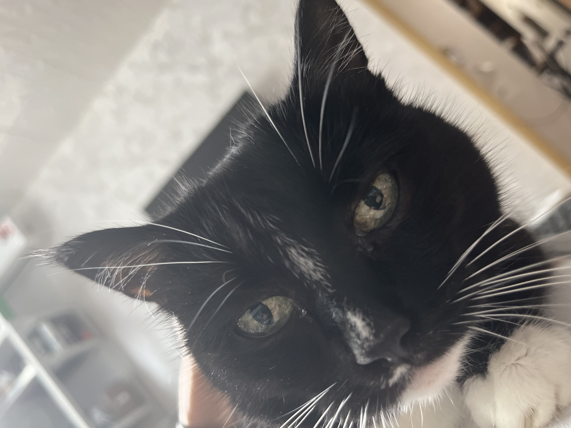 A close-up, eye-level shot shows the face of a black and white cat. The cat's fur is primarily black with white markings on its chest and around its nose and mouth. Its eyes are a light green color. The cat's whiskers are long and white. The background is out of focus and appears to be an indoor setting with a wall and some shelving units visible. There is a slight tilt to the camera angle. There are no people or specific Moscow landmarks visible in the image.
