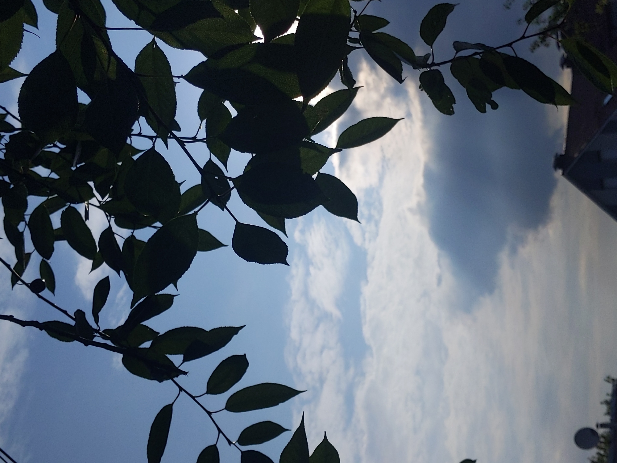 This is a vertical, outdoor, natural light photograph taken from a low angle looking up at branches and leaves silhouetted against a cloudy sky. The image is dominated by the dark green foliage of a tree in the foreground, which partially obscures the sky behind it. The sky itself is a mix of blue and white clouds, with some darker, more ominous clouds present, suggesting a transition in weather. In the lower portion of the image, the roof and chimneys of a building are visible. The scene appears to be in a residential area. The photograph was taken on a day with variable cloud cover.