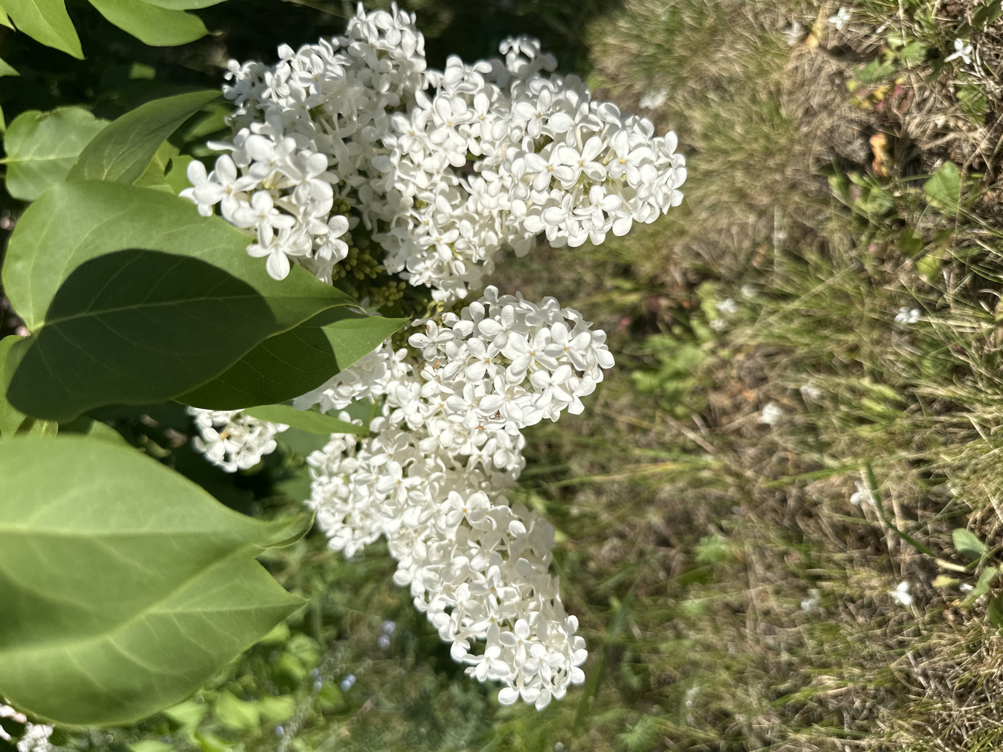 A close-up shows a cluster of white lilac blossoms, some with visible five-petaled flowers, with green leaves present on the left. The background contains grass and dry vegetation. The location is Unknown, Unknown.