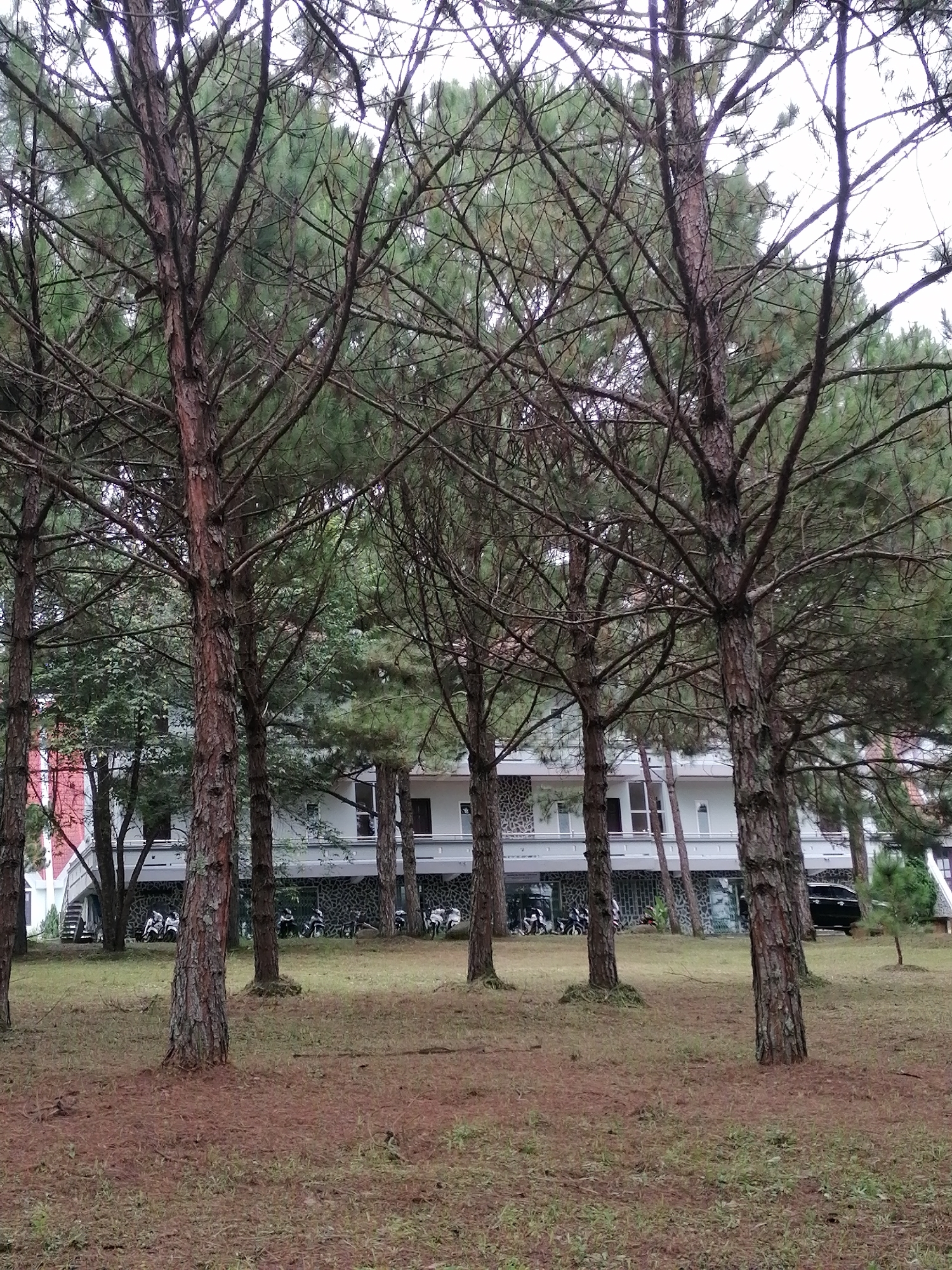 In Lạc Dương, Vietnam, the image depicts a scene dominated by tall, mature pine trees with textured, brown bark and a dense canopy of green needles. These trees are in the foreground, with their branches and trunks creating a natural screen. Behind the trees, a modern, multi-story building is visible. The building has a white facade with several windows and balconies, and a dark, patterned base. A dark-colored car is parked to the right of the building, and several motorcycles are parked in front of it, some with riders present. The ground in the foreground is covered with dry pine needles and patches of green grass. The overall environment suggests a park-like setting adjacent to an institutional or residential building, possibly a school, resort, or dormitory. The sky is overcast, indicating a cloudy day.
