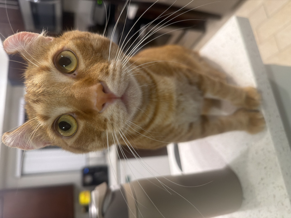 An orange tabby cat with big yellow eyes looks directly into the camera. Its face fills much of the frame, and its whiskers are prominent. The cat stands on a speckled white countertop. Behind the cat, out of focus, are kitchen elements like cabinets and a stainless steel appliance. A gray water bottle is near the bottom of the picture. The image is rotated at an angle.