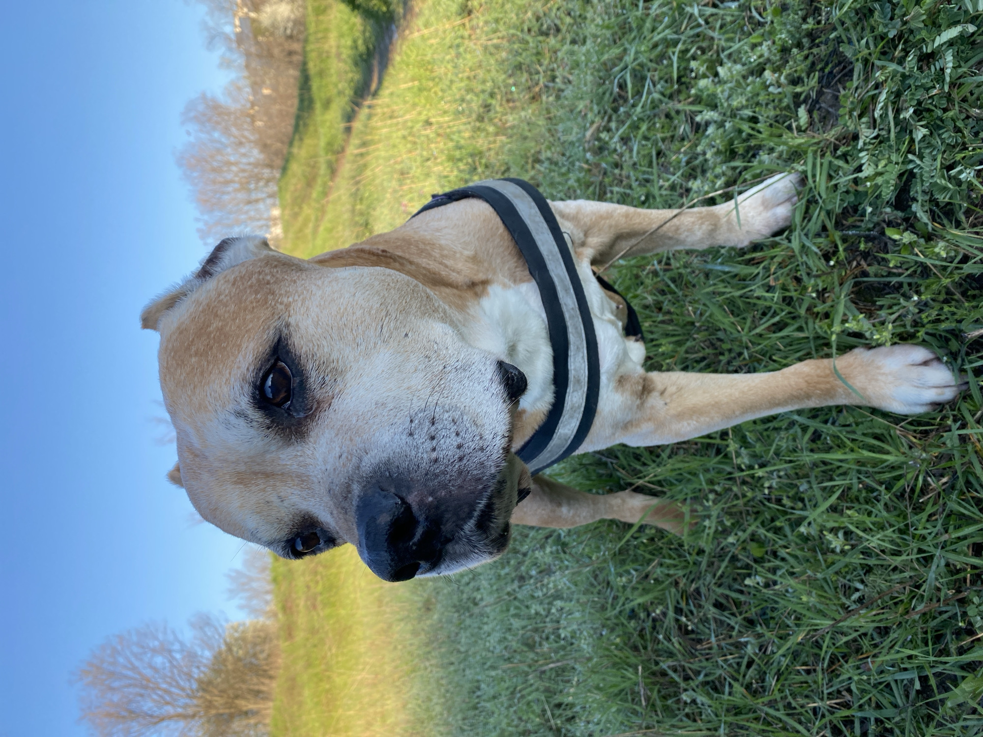 A tan dog wearing a black and grey harness lies on green grass. The dog is lying down, facing the viewer. The environment includes a grassy area, a tree-lined area, and a blue sky. The location and city of Pleven, Bulgaria cannot be verified.