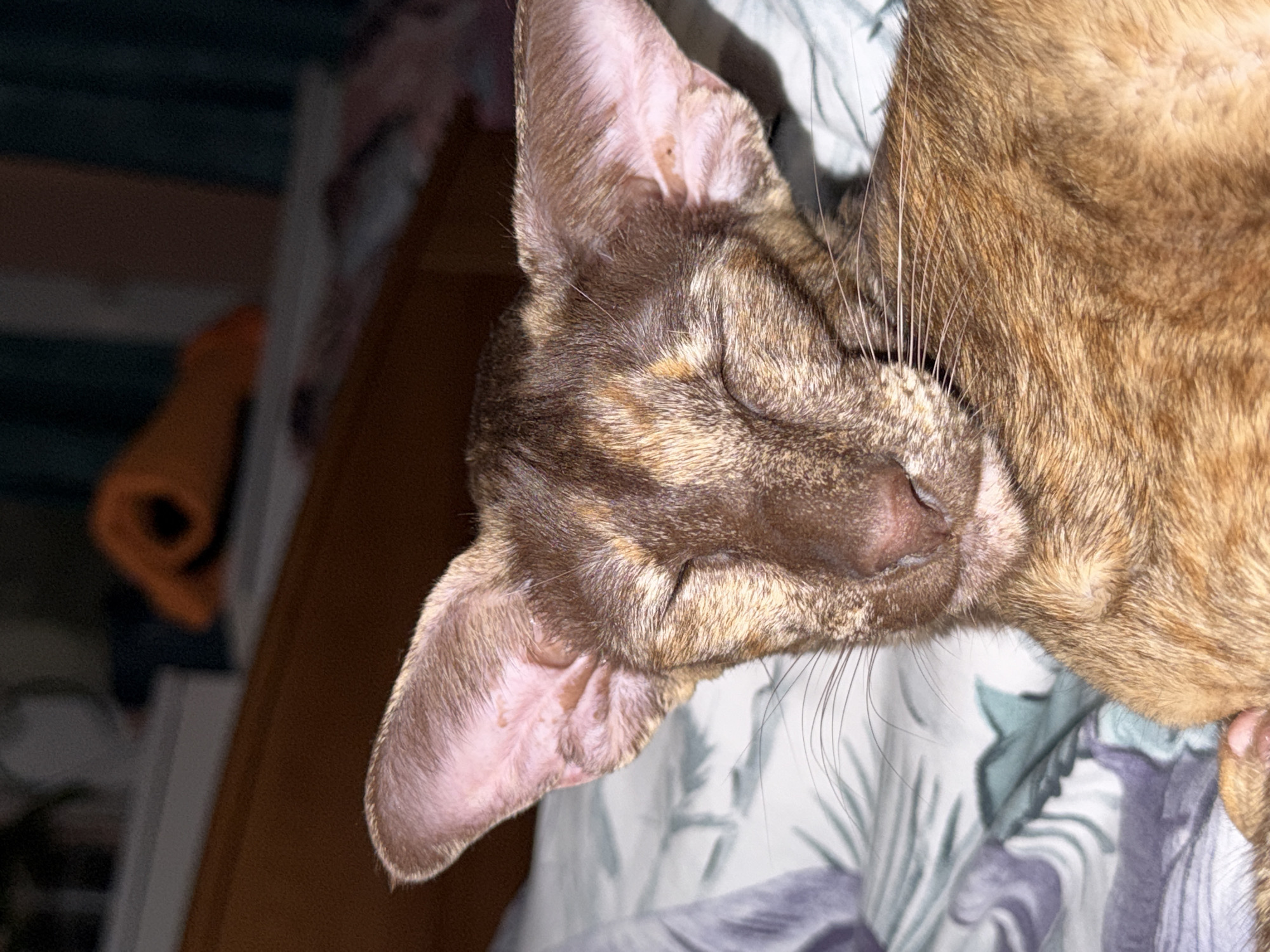 A close-up image depicts a sleeping cat. The cat has brown fur, closed eyes, and prominent ears. The background appears to be a bed with a floral patterned sheet. The location and city are unknown.