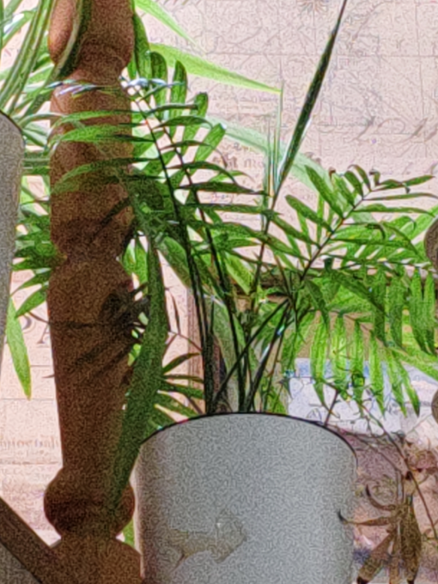 A close-up shot focuses on the lower half of a potted plant with a textured, speckled grey pot. The plant's fronds are a vibrant green, with some thin, spiky leaves extending upwards. Behind the plant, a detailed, sepia-toned background resembles an antique map, with faint lines and text visible. To the left of the plant, a portion of a dark brown, carved wooden object, possibly a baluster from a staircase or furniture, is prominently featured. The wooden object has a distinct, bulbous shape in the center. The image has a slightly grainy texture, suggesting it might be a digitally enhanced photograph or a painting. There is no discernible indication of the city of Rostov-on-Don, Russia.