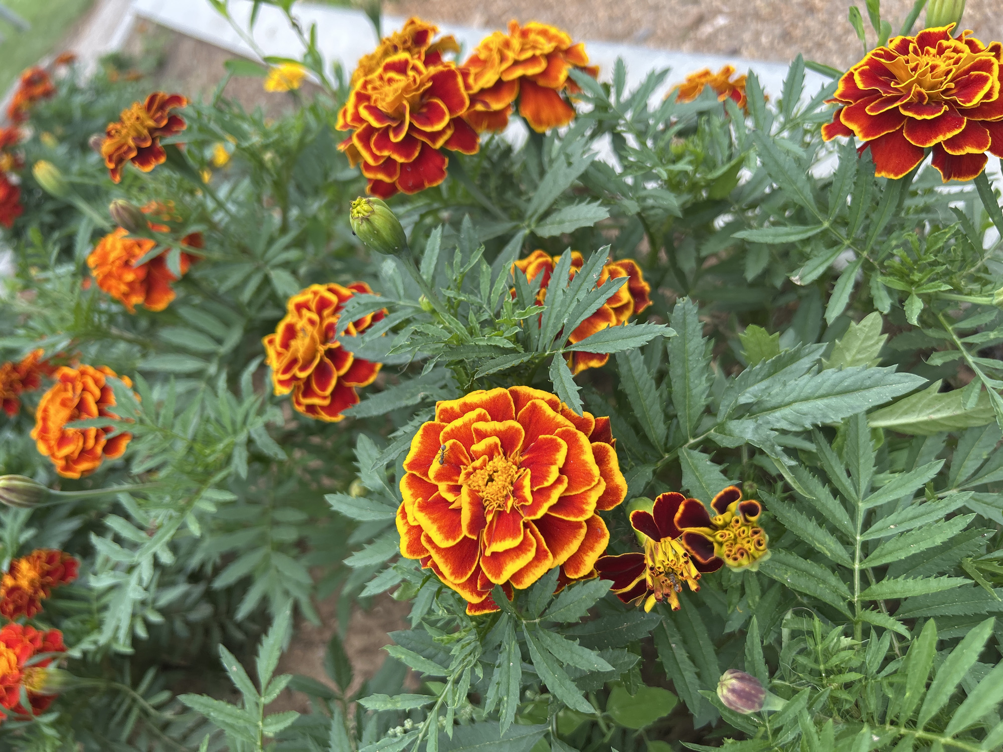 The image shows a close-up view of several bright orange and yellow marigold flowers in full bloom. The flowers have densely packed petals with ruffled edges. The leaves of the marigold plants are a deep green with serrated edges. In the lower right corner of the image, a marigold bud is visible, along with a partially bloomed flower with dark red petals and yellow centers. The background is out of focus, showing a textured surface that could be gravel or soil, and some out-of-focus greenery. There are no people visible in the image. The lighting suggests it is daytime, and the scene appears to be outdoors in a garden or natural setting. The focus is entirely on the vibrant colors and textures of the marigolds.