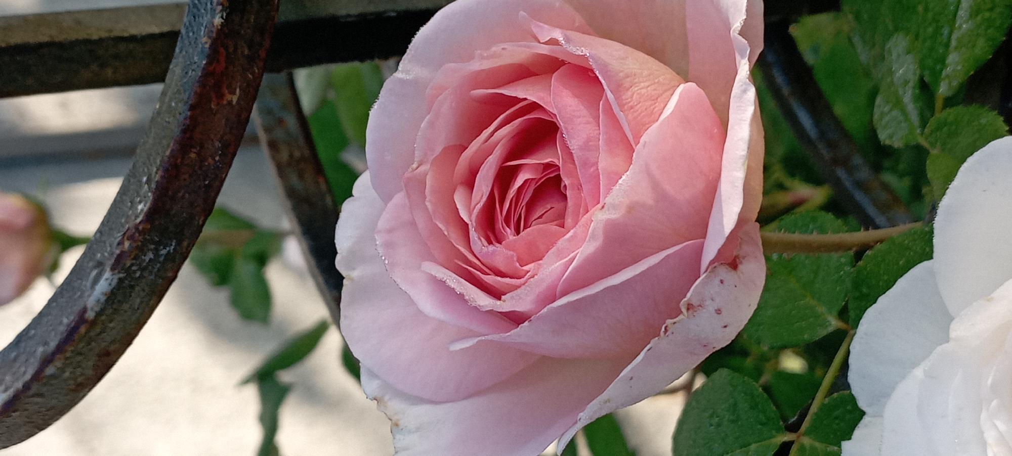 The image is a close-up shot of a light pink rose in bloom, with dew drops visible on its petals. The rose is positioned centrally, with its delicate petals unfurling. In the background, a dark, weathered metal bar is visible, partially obscuring some green foliage and a blurred light-colored surface. The lighting suggests it is daytime, possibly morning due to the dew. The scene appears to be outdoors, in a garden or park setting. The location within Radisne, Ukraine, is not discernible from the visual information provided. There are no people or explicit actions depicted in the image.