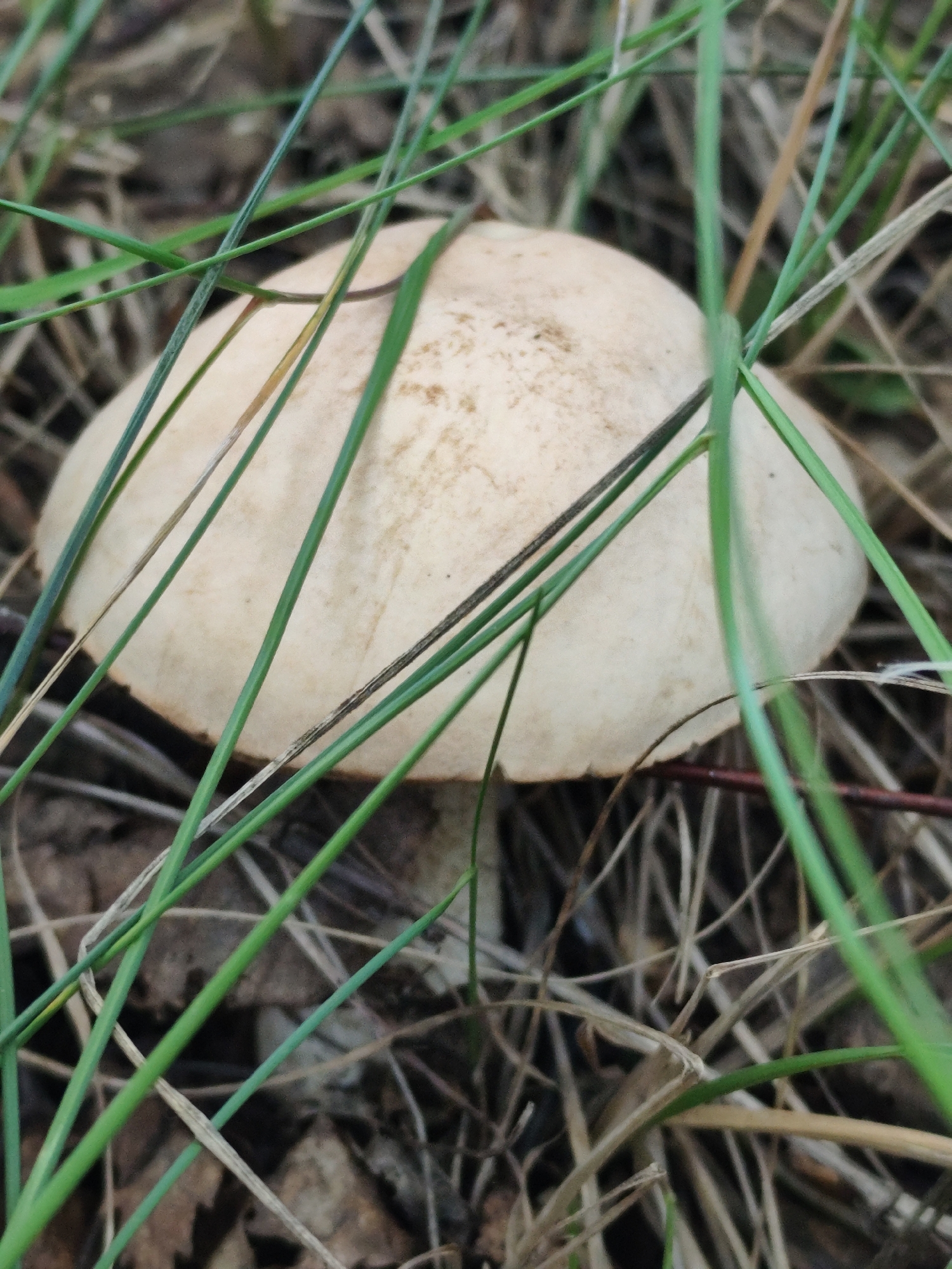 A close-up, overhead view captures a light-colored, rounded mushroom cap peeking through green blades of grass. The mushroom's surface is slightly textured with subtle brown speckles. The surrounding ground is a mix of dry grass, fallen leaves, and soil, suggesting an outdoor environment. The scene is set in a natural area within the city of Barlaksky, Russia, likely a forest or grassy field.