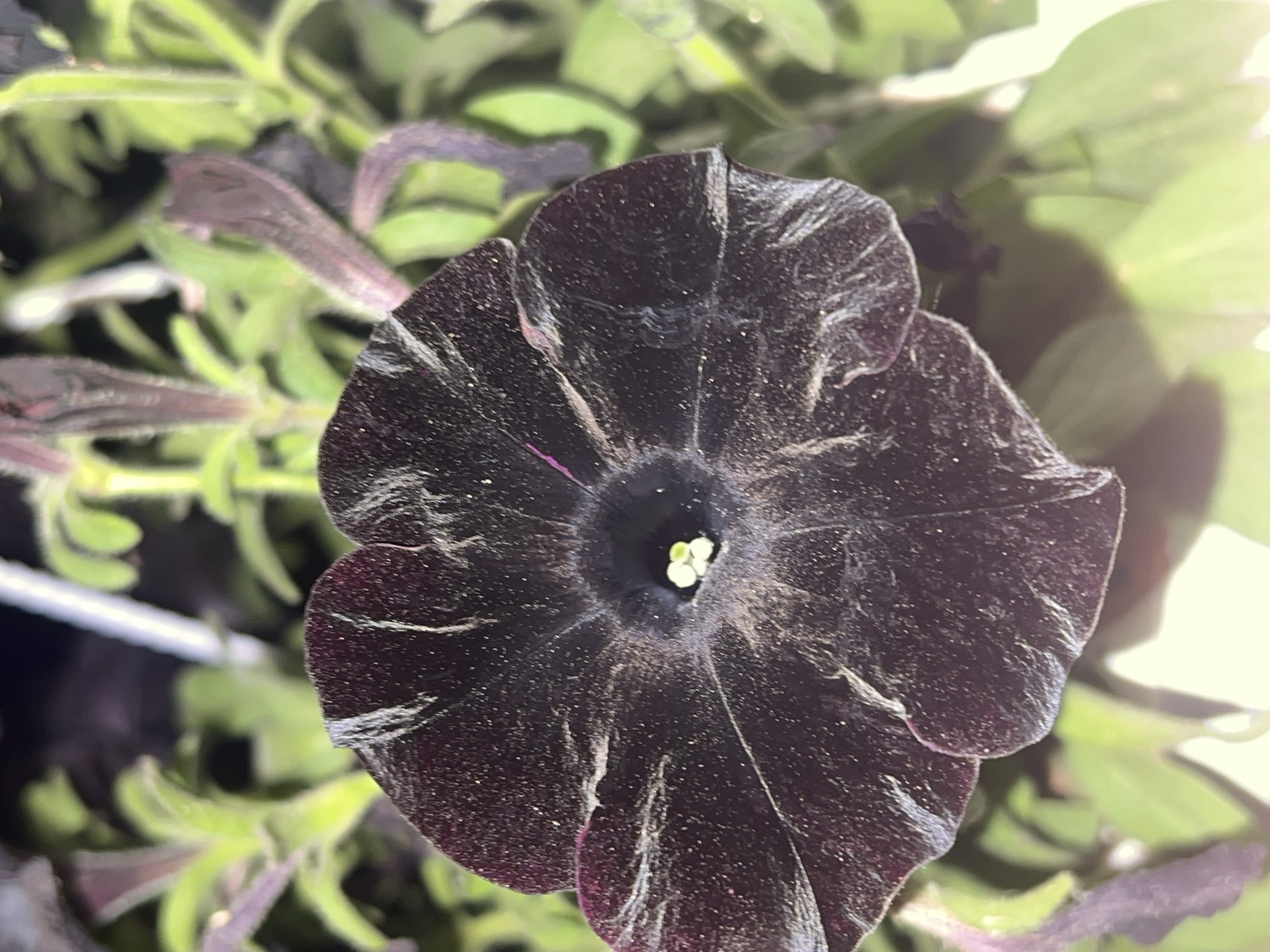 A dark purple petunia flower with white veining is in focus, centered in the frame. The flower has five petals that are slightly ruffled at the edges and appear to be covered in a fine, light-colored dust or pollen. At the center of the flower, a small cluster of light green pistils is visible. The background is softly blurred, showing more of the same type of plant with green leaves and some unopened buds that are a deep purplish hue. The lighting suggests it is either early morning or late evening, with a diffused light source creating some highlights on the petals. There are no people or animals present. This image was captured in Zarudyntsi, Ukraine.