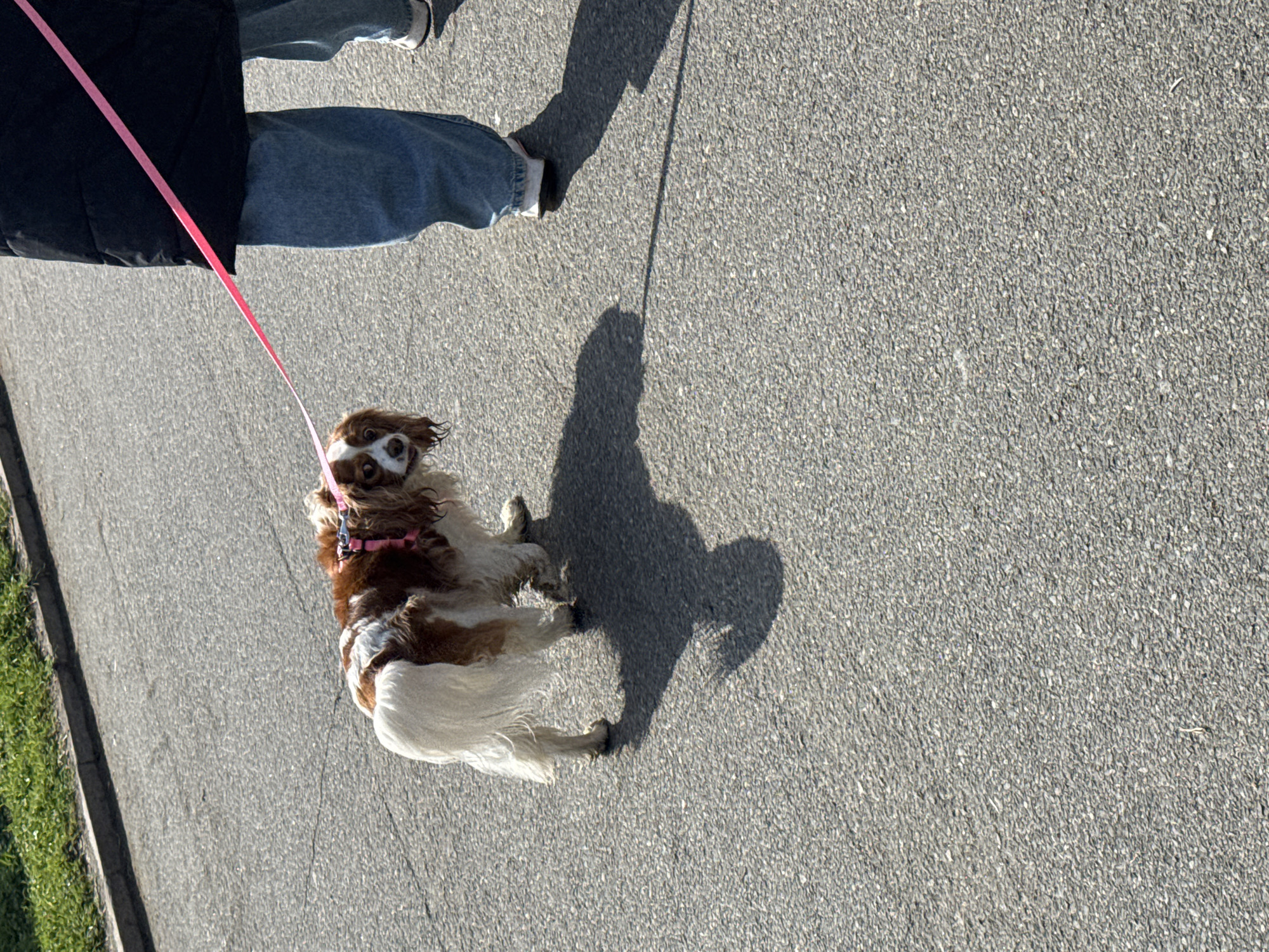 The image shows a Cavalier King Charles Spaniel being walked on a gray asphalt surface. The dog is on a pink leash. Only the legs and feet of the person walking the dog are visible. The scene appears to be outdoors in daylight. The exact location within Burgas, Bulgaria cannot be determined from the image.
