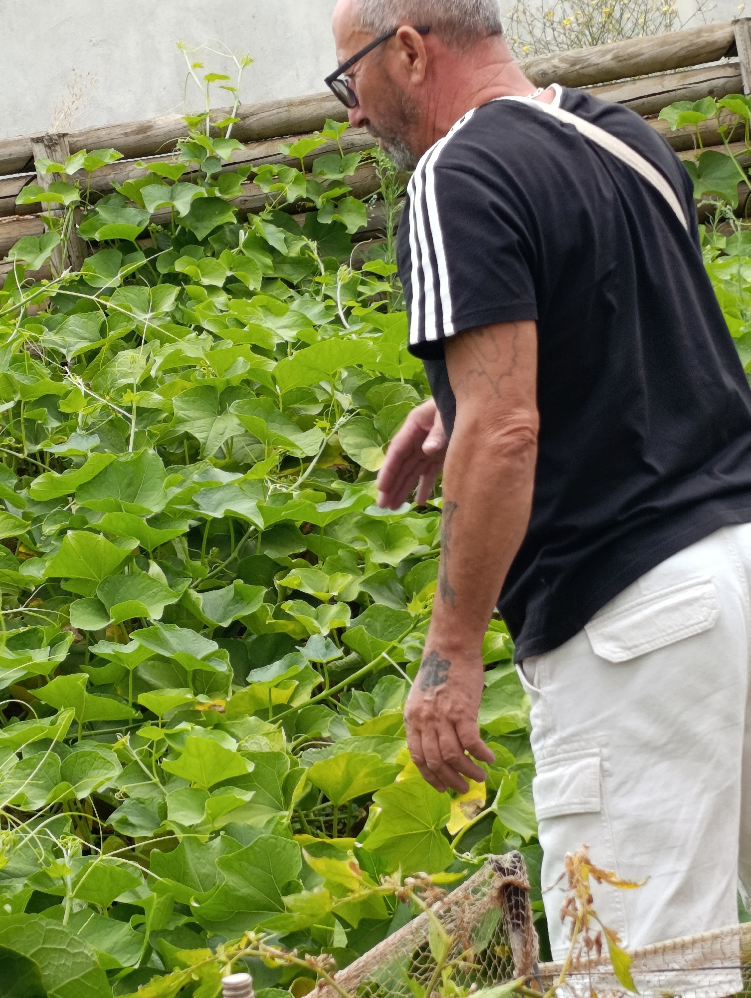 A man wearing glasses, a black t-shirt with white stripes on the sleeves, and white cargo shorts stands in a garden. He has a beard and tattoos on his arm. His left arm is extended, and his hand is open, as if reaching out. He is positioned in front of a dense wall of green vines and leaves, which is supported by a wooden fence. The background shows a textured wall and some yellow flowers. The scene appears to be outdoors, possibly in a residential or communal garden setting in Setúbal, Portugal.