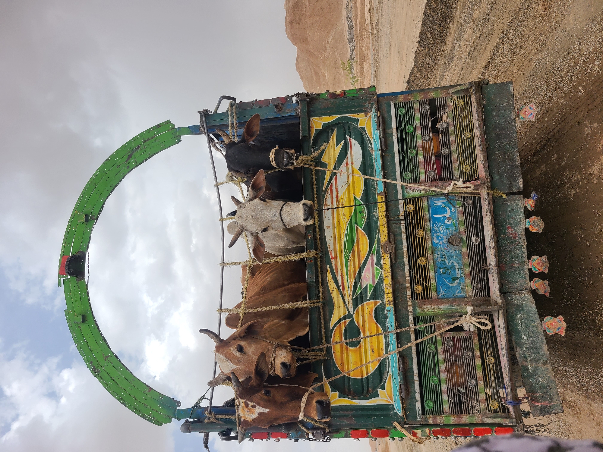 The image, taken in Kuchlak, Pakistan, captures a close-up view of at least four cows being transported in a brightly decorated truck under a cloudy sky. The truck is situated on a dirt road, with dry, rocky, and barren hills visible in the background.
The primary subjects are the cows, with their heads protruding from the open side of the truck. A black cow is at the top, followed by a white one, and then two brown/reddish-brown cows, all secured with ropes tied to the truck's frame. Their expressions appear calm.
The truck is heavily adorned with vibrant "truck art," a common form of folk art in South Asia. Its side panel features intricate patterns in shades of yellow, green, blue, orange, and white. The truck also has metal grates for containment and small, colorful, flower-like embellishments along its rear section. A distinctive, large, curved green metal structure, possibly a decorative arch or part of a loading mechanism, extends upwards from the left side of the vehicle.
The sky is overcast with visible clouds, suggesting daytime. The ground is a rough, reddish-brown dirt or gravel path. Some stylized script, likely Urdu or Arabic, is visible on a small blue panel on the truck, but it is illegible. The scene depicts the practical activity of livestock transport, rendered unique by the colorful artistry of the vehicle.