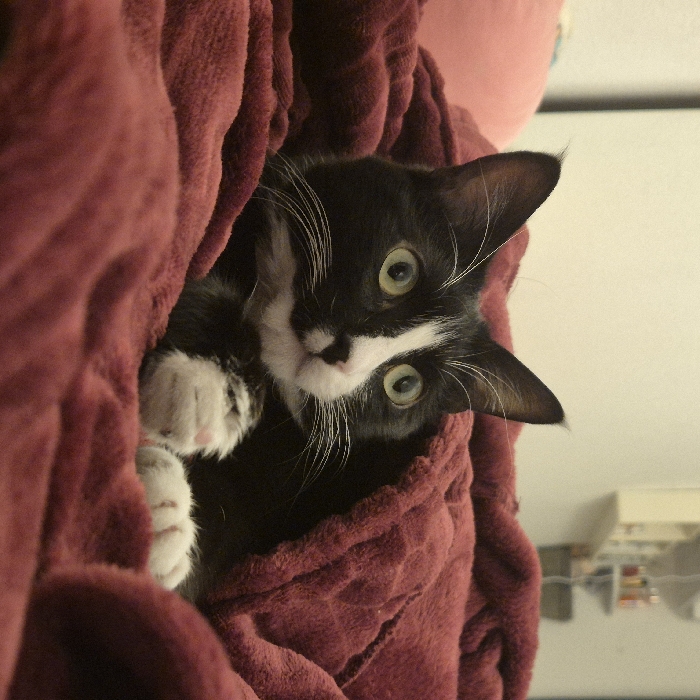 A tuxedo cat peeks out from under a deep red, plush blanket. The cat is mostly black with white markings on its face, nose, and paws. Its eyes are a light, curious green. It looks directly at the camera with a slight head tilt. The blanket envelops the cat, creating a cozy scene. A hint of a blurred background reveals a white wall, a pink object, and a shelf with miscellaneous items.
