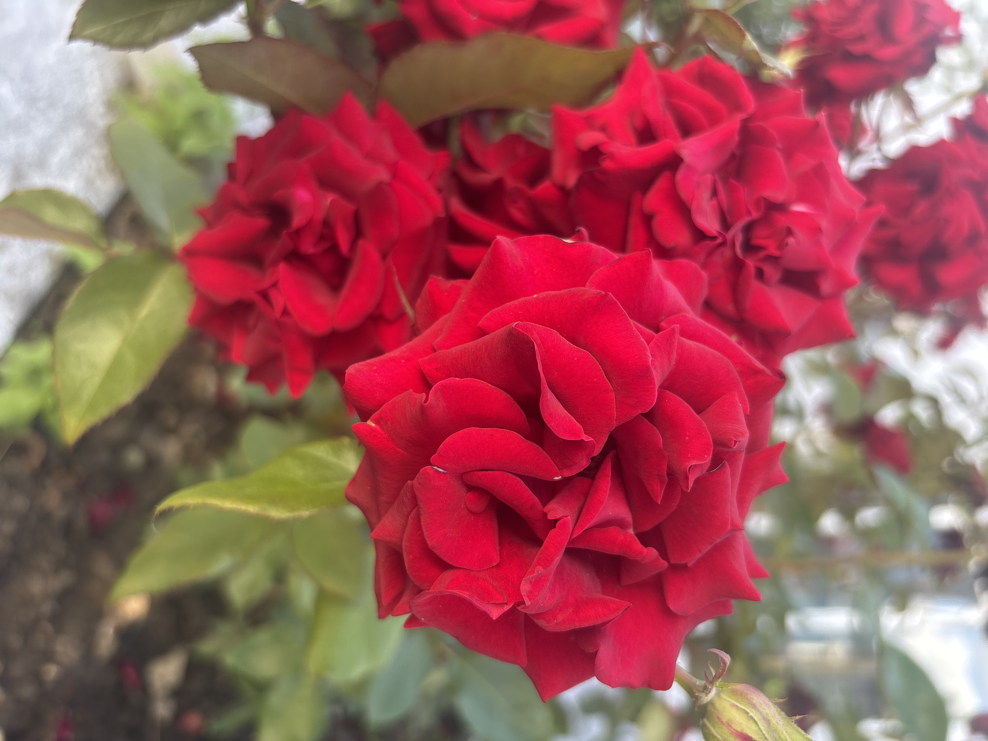 This is a close-up, eye-level, outdoor shot of a cluster of vibrant red roses, with a few green leaves interspersed. The roses appear to be in full bloom, with their petals tightly furled in the center and opening outwards. The focus is sharp on the rose in the foreground, showcasing the velvety texture and deep red color of its petals. The background is softly blurred, suggesting shallow depth of field.
Behind the prominent rose, several other red roses are visible, though less in focus. Some are partially obscured by leaves, while others are further back and appear as soft blurs of red. The leaves are a mix of green and some with a reddish tint, possibly indicating new growth or the underside of the leaves. The overall lighting suggests it is daytime, with a natural, diffused light source, possibly indicating an overcast day or shade.
The setting appears to be a garden or a yard, with the ground beneath the roses out of focus but showing hints of soil and perhaps fallen petals. The presence of multiple roses suggests a rose bush or a planted bed. There are no people or animals visible. The mood is serene and natural, highlighting the beauty of the flowers. There is no visible text in the image.