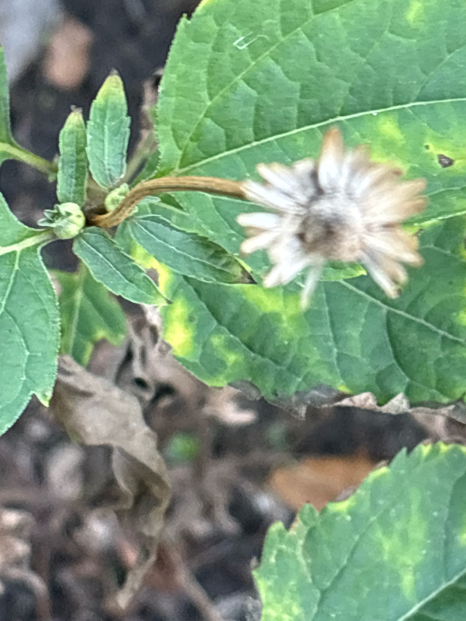 The image shows a close-up of a dying flower and green leaves. The flower is brown and white, with its petals spread out. The leaves are green with some yellowing. The background is blurred and appears to be soil or mulch. There are no people or animals visible in the image. The image was taken in the city of Cherkasy, Ukraine.