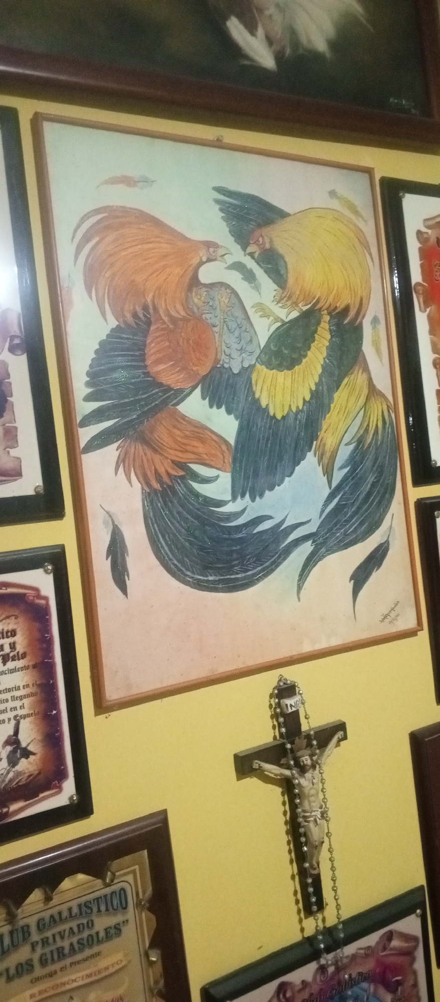 The image shows a collection of framed pictures and a crucifix hanging on a yellow wall.
The largest picture is a framed painting of two fighting roosters. The rooster on the left has primarily orange and brown plumage, while the rooster on the right has yellow, black, and green plumage. The painting is signed in the lower right corner.
Below the rooster painting is a crucifix with a white figure of Jesus Christ. A rosary is draped around the crucifix.
To the left of the rooster painting is a framed image with the text "ico y Pelo" and "ocimiento," suggesting it is a certificate or award related to cockfighting.
Further down, there is a framed plaque that reads "LUB GALLISTICO PRIVADO 'LOS GIRASOLES' Otorga el Presente RECONOCIMIENTO" also related to cockfighting. This indicates that the image was taken in a place with a connection to the culture of cockfighting, such as a cockfighting club.
Based on the text on the framed plaque, "LOS GIRASOLES," the image was taken at Club Gallistico Los Girasoles in Tinaquillo, Venezuela, a location known for cockfighting.