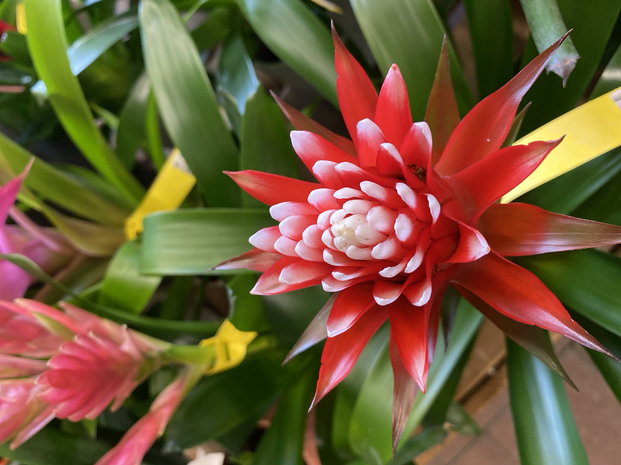 The image displays a vibrant flowering plant, likely a Guzmania bromeliad, as its central subject. The plant features a prominent inflorescence composed of striking red, pointed bracts that form a star-like shape. At the core of these red bracts is a dense cluster of small white, petal-like structures, creating a stark and beautiful contrast.
The main flower is in sharp focus, while the surrounding environment is softly blurred, indicating a shallow depth of field. A lush background of broad, green leaves frames the central bloom, suggesting a healthy and verdant plant. In the bottom-left corner, another flowering plant with elongated, spiky pink blooms is partially visible and out of focus, implying a collection of similar botanical specimens.
Yellow plant tags are interspersed among the green foliage on both sides of the central flower and near the pink plant. While no text is legible on these tags, their presence suggests a commercial setting such as a garden center, nursery, or florist shop. The lighting is bright and even, typical of an indoor or well-lit environment. No specific activity or event is taking place; the image is a still life capturing the beauty of the plants. The scene is located in Thiers, France.