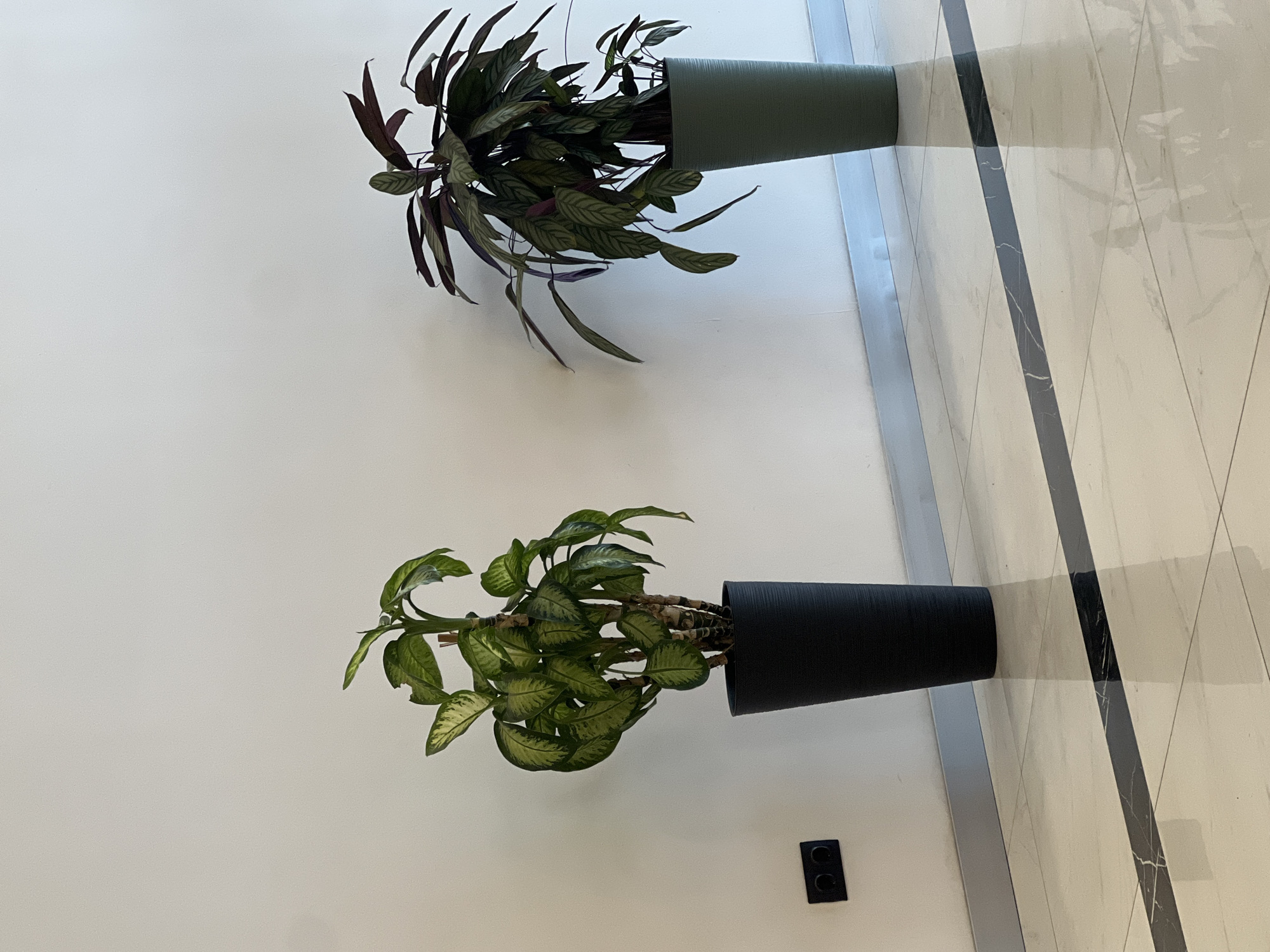 The image shows two potted plants against a white wall with a tiled floor. The plant on the left is in a black pot and has large green leaves with lighter green variegation. The plant on the right is in a green pot and has dark purple and green striped leaves. There is a black electrical outlet on the wall to the left of the black potted plant. The floor is tiled with large light-colored tiles and a thin black strip running through the middle. The lighting suggests it is daytime. The scene is devoid of people or any discernible activity. The location is not identifiable as Batumi, Georgia, based solely on the visual information provided in the image.