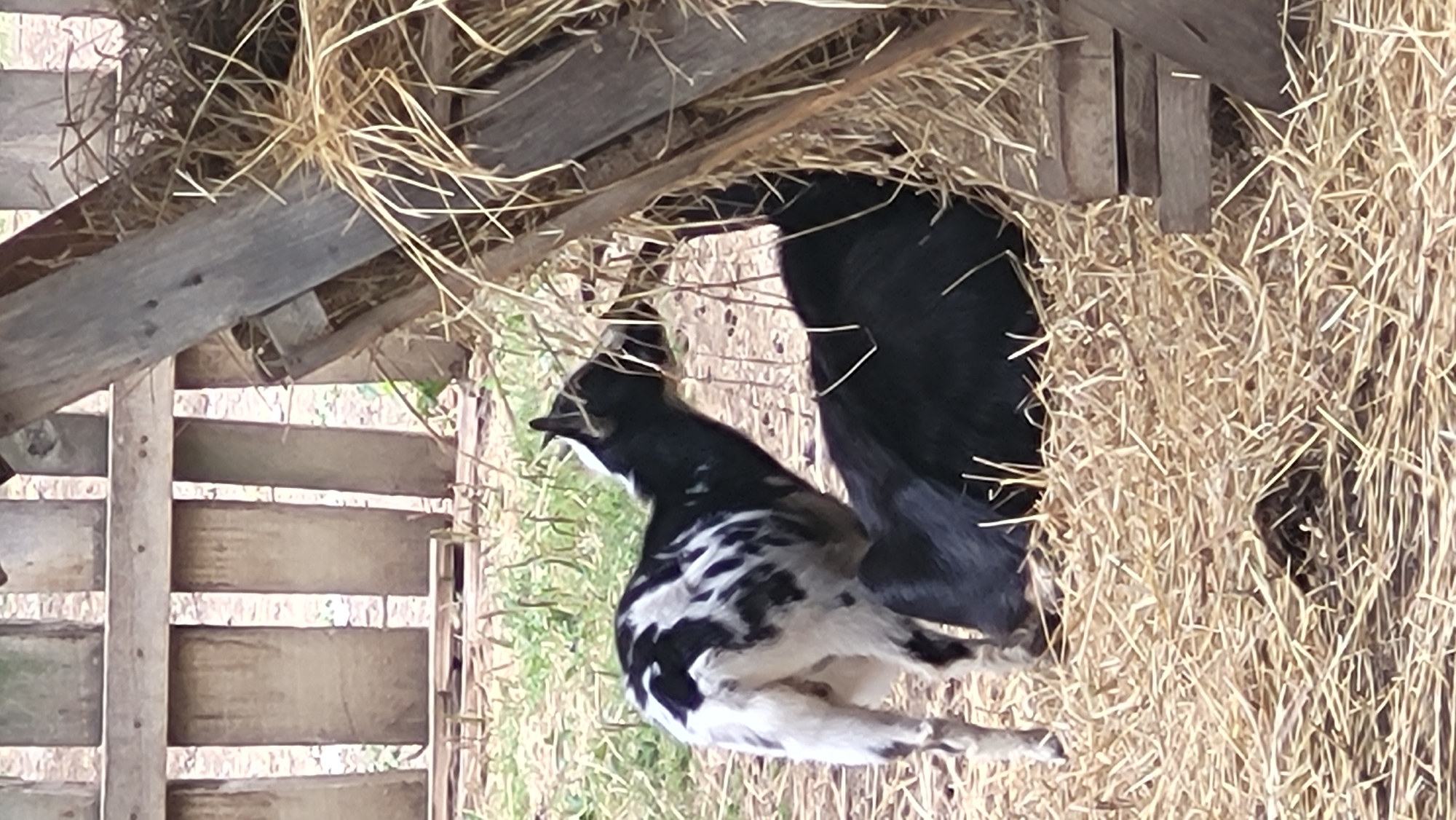 Two goats are in a pen made of wood and hay. One goat, which is black and white, is standing and facing away from the camera, looking towards a hay feeder. The other goat, which is solid black, is lying down in the hay. The pen appears to be outdoors, with dry grass visible in the background. The image is a close-up shot, suggesting the goats are in a farm or rural setting. The image does not provide any specific details about the city of Prešov, Slovakia, or any specific location within it.