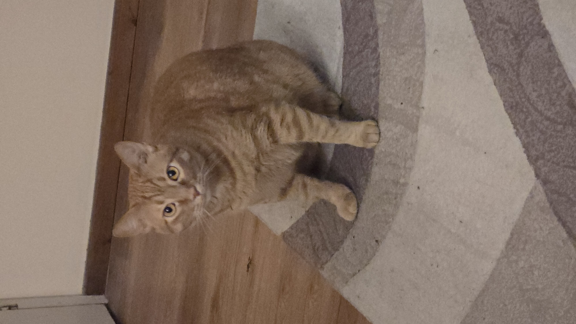 An orange tabby cat with yellow eyes is sitting on a rug in an indoor setting. The cat is looking directly at the camera. The background consists of a wooden floor and a beige wall.