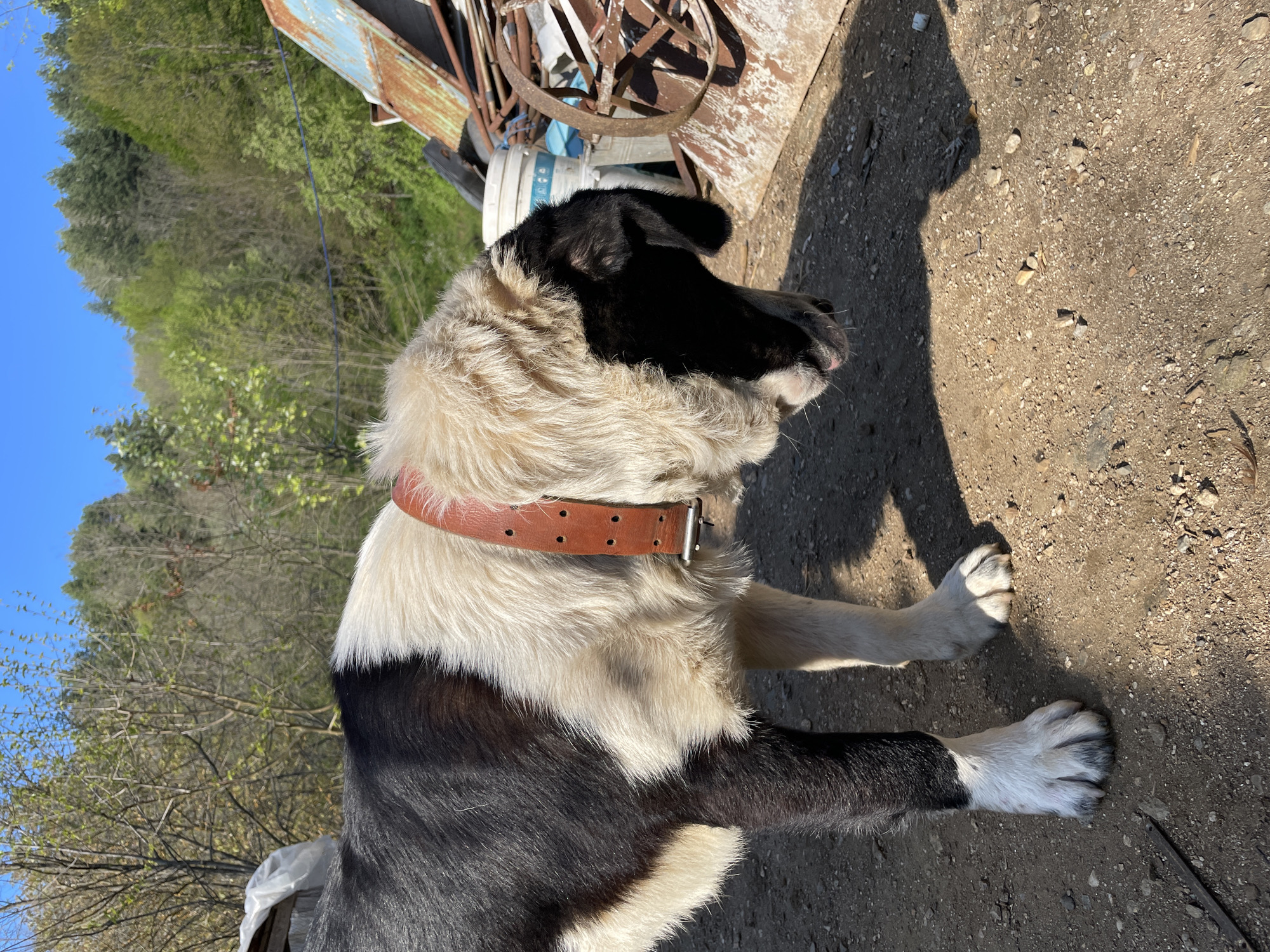 A medium-sized, black-and-white, long-haired dog wearing a brown leather collar lies on dirt and gravel ground. The location appears to be outdoors, near a wooded area and some metal debris. The location is Zlatograd, Bulgaria.