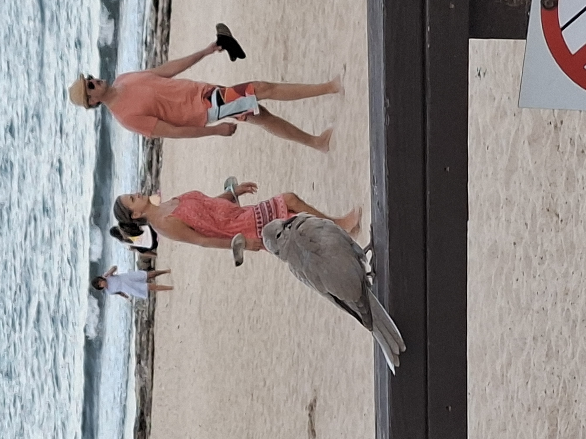The image shows a beach scene with several people and a bird. A man wearing a hat and sunglasses is holding up a sandal, dressed in an orange shirt and colorful shorts. Next to him, a woman is wearing a pink dress. Further back, a person in a light blue dress stands near the water. A dove is perched on a dark wooden post in the foreground, looking down. The background features the ocean and a sandy beach. The lighting suggests it could be daytime, and the attire of the people indicates a warm climate. There are no visible text elements in the image.