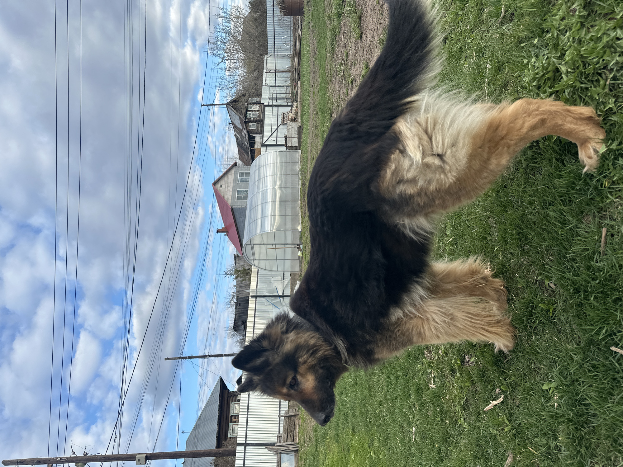 A medium shot captures a German Shepherd dog standing on green grass. The dog's fur is predominantly black on its back and head, transitioning to a light brown on its legs and lower body.
In the background, a residential area is visible. There is a greenhouse, a wooden house, and a metal fence. Power lines are strung across the sky, which is filled with blue and gray clouds.
Based on the presence of a greenhouse and residential buildings, the location appears to be a suburban or rural area within the city of Chaikovsky, Russia.