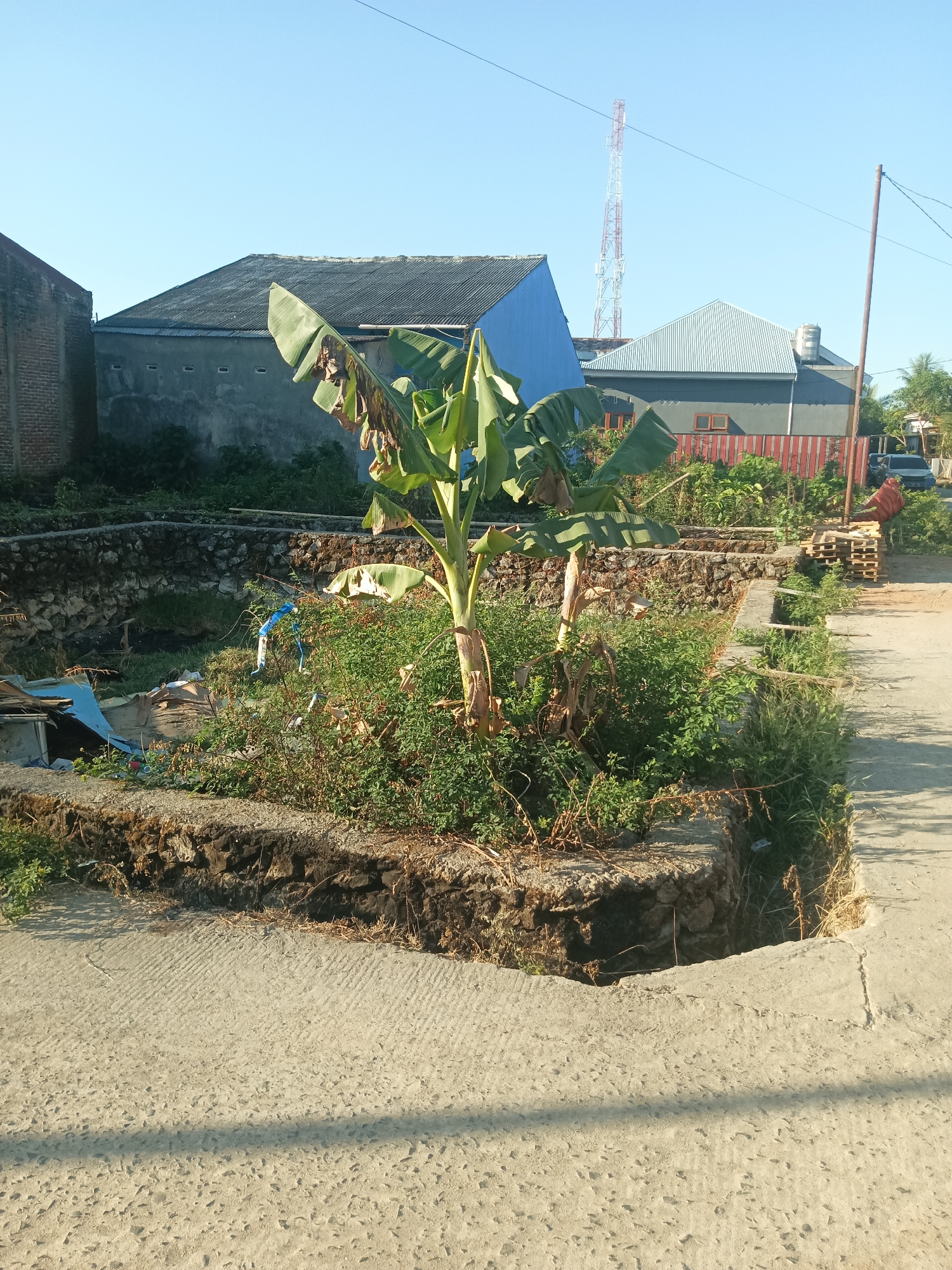 The image depicts an outdoor scene in Pangkajene, Indonesia, under a clear blue sky. In the foreground, a concrete path with a textured surface leads into the frame from the bottom right. Adjacent to the path is a raised, roughly constructed planter bed, bordered by a stone wall. This planter bed contains dense green vegetation, including a banana tree with several large leaves, some of which appear dried and brown. Scattered within the planter are pieces of debris, including blue plastic sheeting and other unidentifiable items.
Behind the planter bed, various structures are visible. To the left, a brick building with a dark roof is partially visible. To the center and right, a series of modern buildings with corrugated metal roofs are present. One building is a light blue color, and another is a darker gray with a distinctive pyramid-shaped roof. A tall telecommunications tower with red and white lattice work stands in the background, to the right of the blue building. A utility pole with wires runs across the upper portion of the image. Further to the right, stacks of wooden pallets are visible near a road, and a dark-colored vehicle is parked in the distance. The overall impression is a somewhat undeveloped or transitional area within a residential or commercial zone.