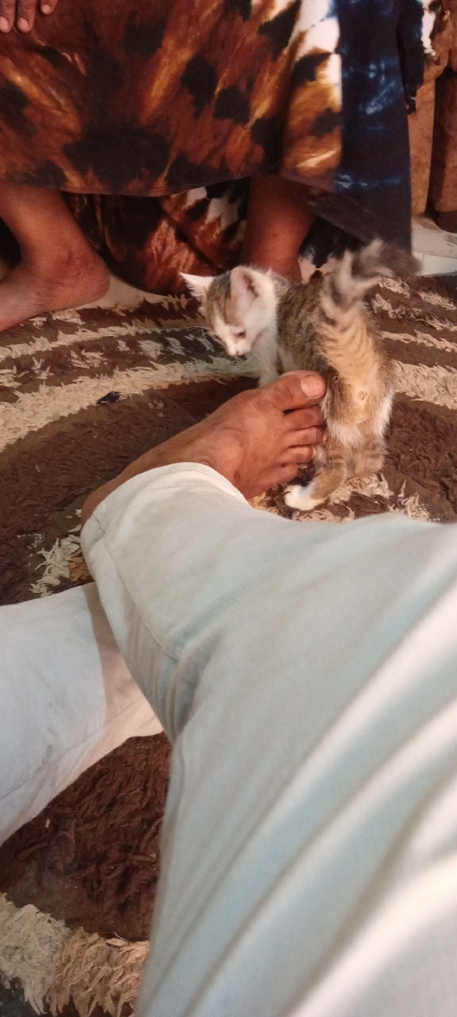 A small tabby kitten is standing next to a person's bare foot on a patterned rug. Another person is seated nearby, wearing patterned clothing. The location is Gama, Nigeria.