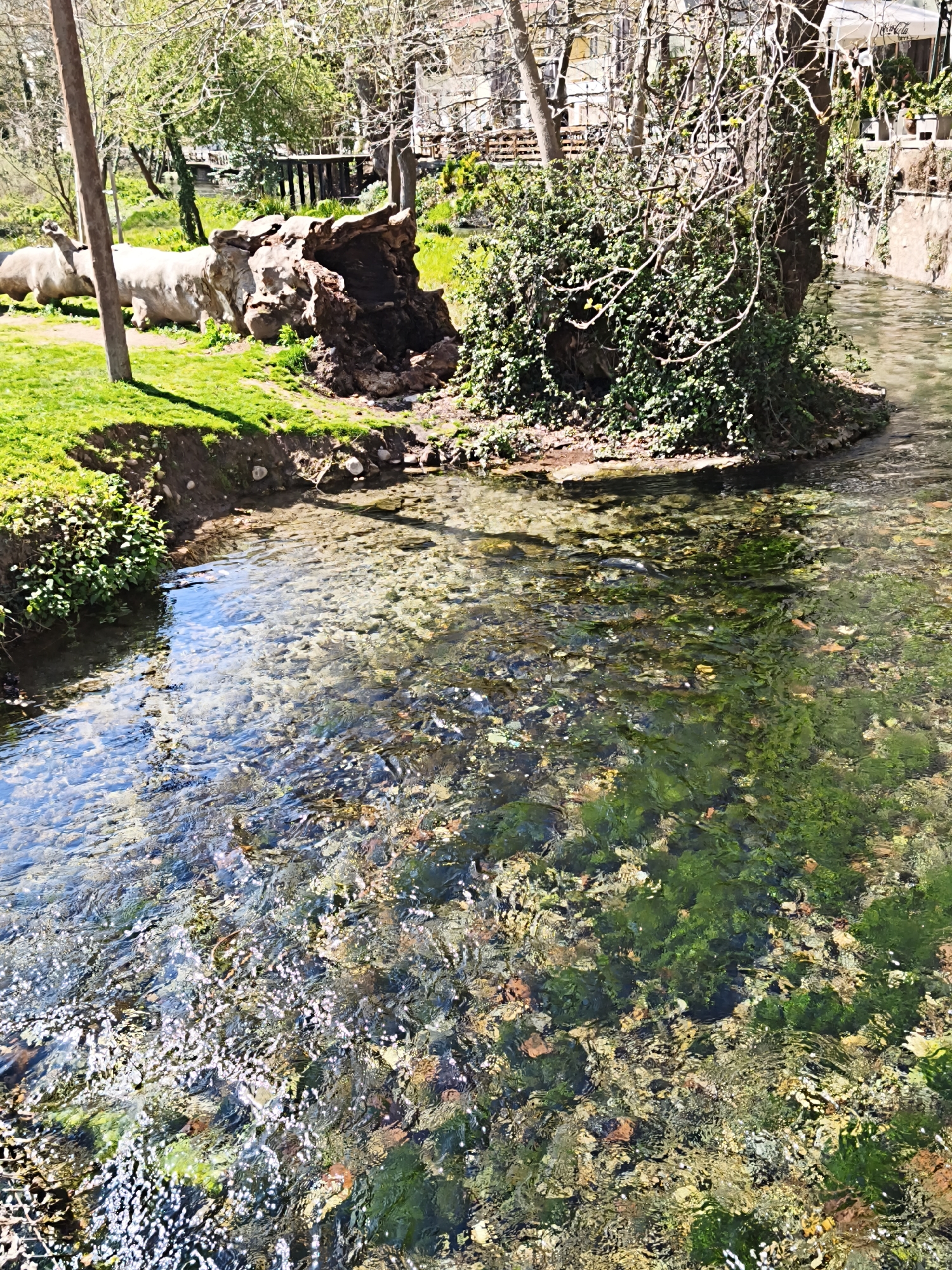 The image presents a sunlit, clear-water stream in Agia Varvara Park, Drama, Greece. The foreground features the shallow, rippled water, revealing a riverbed composed of diverse pebbles, rocks, and patches of vibrant green aquatic vegetation. Sunlight creates bright glints across the water's surface.
On the left bank, a grassy area slopes down to the water's edge. A vertical wooden pole stands prominently. To its right, two large, light-colored, stylized animal sculptures, resembling rhinos, are situated on the grass. Adjacent to these sculptures is a substantial, dark, organic-shaped formation, possibly a gnarled tree stump or a large rock cluster.
In the midground, a small landmass forms an island in the stream, densely covered with green ivy-like foliage and featuring a tree with multiple bare branches. Beyond this, the background reveals more deciduous trees, some with nascent green leaves. On the far bank to the right, buildings are partially visible through the trees, one displaying a faint Coca-Cola sign, with a concrete embankment forming the waterside. A wooden structure is faintly discernible through trees on the far left bank. No individuals are present in the scene.