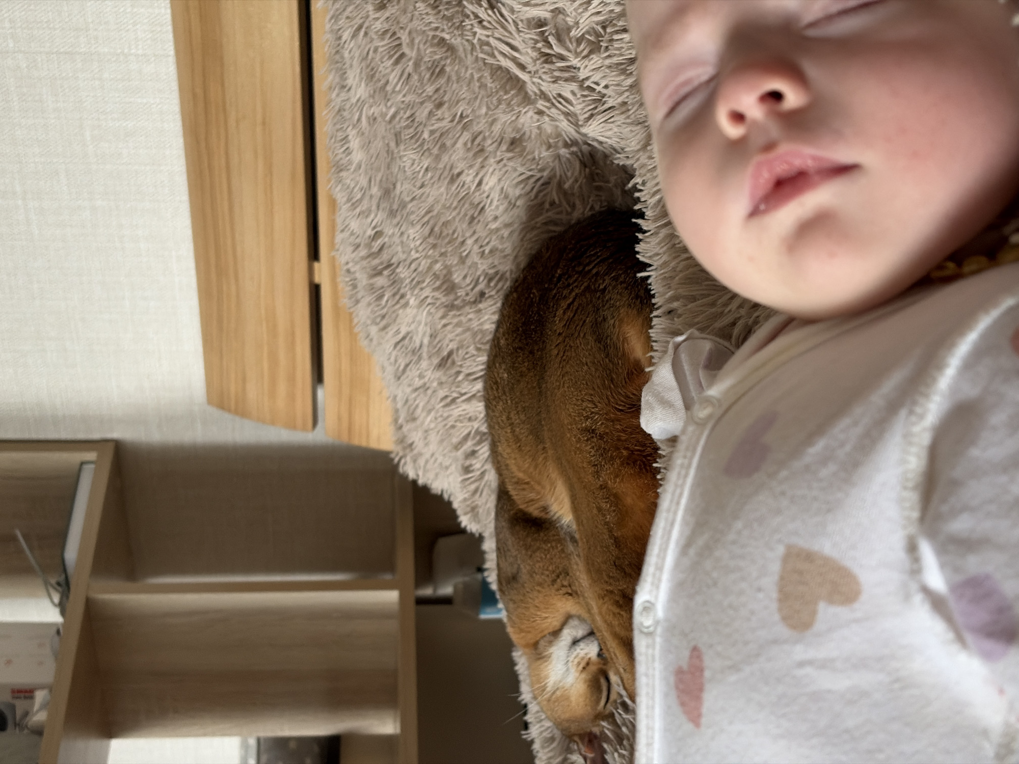 A baby and a dog are nestled together on a fluffy blanket. The baby is asleep, with fair skin, closed eyes, and slightly parted lips. The baby is wearing a white onesie with small heart patterns. Beside the baby, a brown dog with a sleek coat is also asleep, its head nestled close to the baby. The blanket is a light grey-brown color with a thick, fluffy texture. The background includes a light wooden cabinet or shelf and a light-colored wall. The location is in the city of Chaikovsky, Russia.