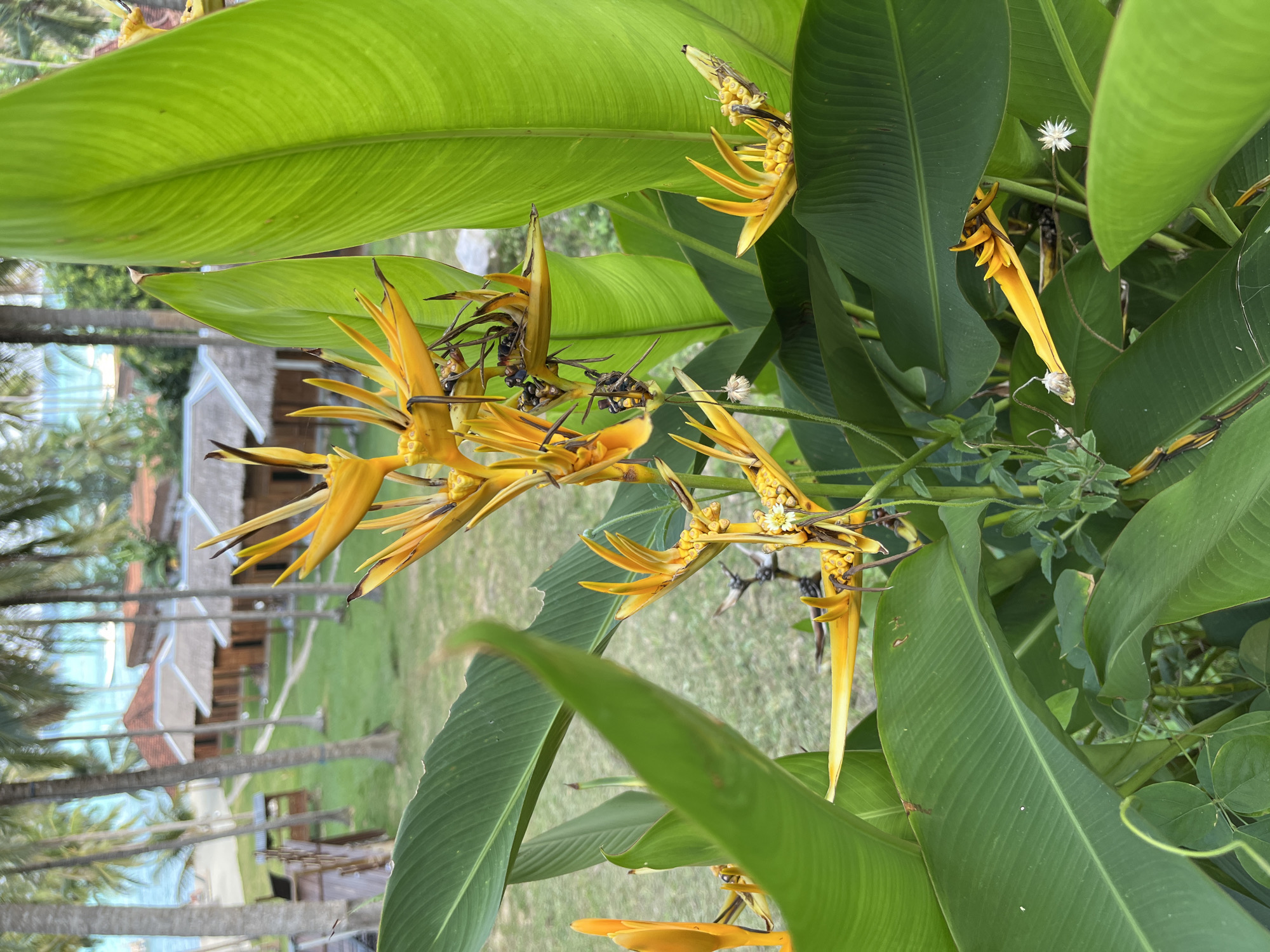 This is a vertical, eye-level shot of vibrant yellow Heliconia flowers and large green leaves in Legonipah, Indonesia. The flowers are characterized by their beak-like bracts and small, delicate white flowers emerging from them. The leaves are broad and oblong with prominent parallel veins. In the background, blurred out, are elements of a tropical resort or village, including thatched-roof buildings, palm trees, and a hint of the ocean or a large body of water. The scene suggests a sunny day with lush tropical vegetation. There are no people or animals visible, and no text is present. The focus is on the tropical flora.