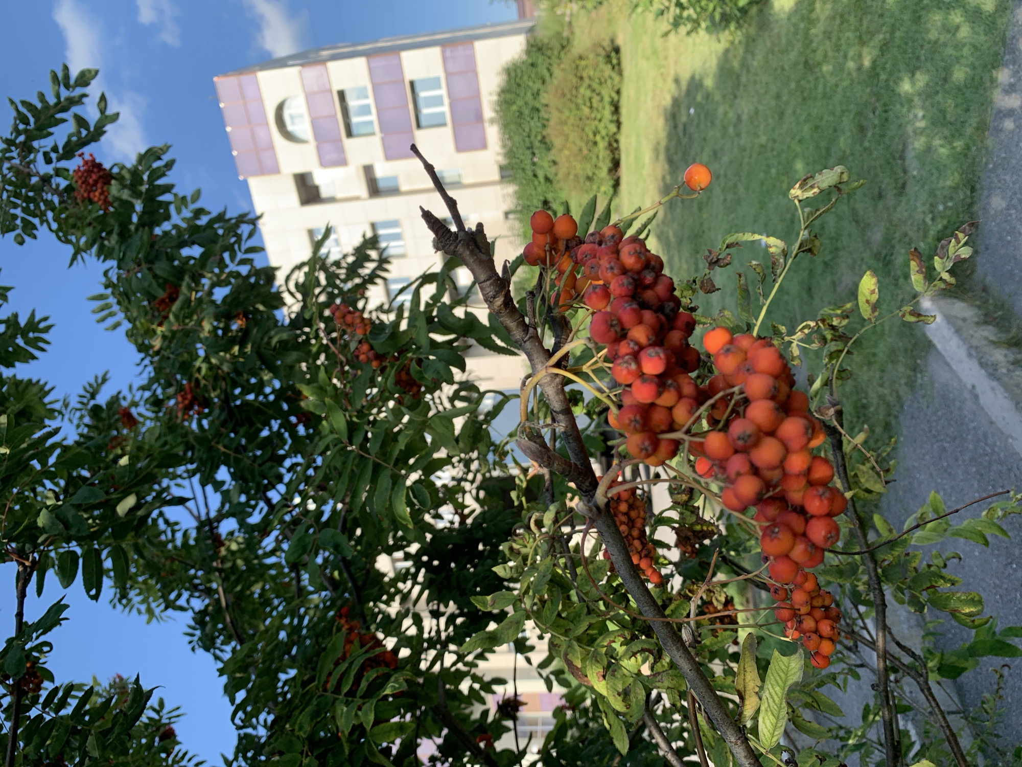 An outdoor, eye-level, medium shot captures a rowan tree branch laden with clusters of ripe, red berries, in focus, in the foreground. The tree's green leaves are visible, with some showing signs of browning and wilting. Behind the branch, a multi-story apartment building with beige and light purple siding stands under a clear blue sky with scattered clouds. The building is slightly out of focus, as is the green lawn and paved walkway in the background. The scene appears to be in the city of Prokopyevsk, Russia, based on the architectural style of the building and the typical vegetation. No people or animals are visible in the image. The overall impression is one of late summer or early autumn in an urban residential area.