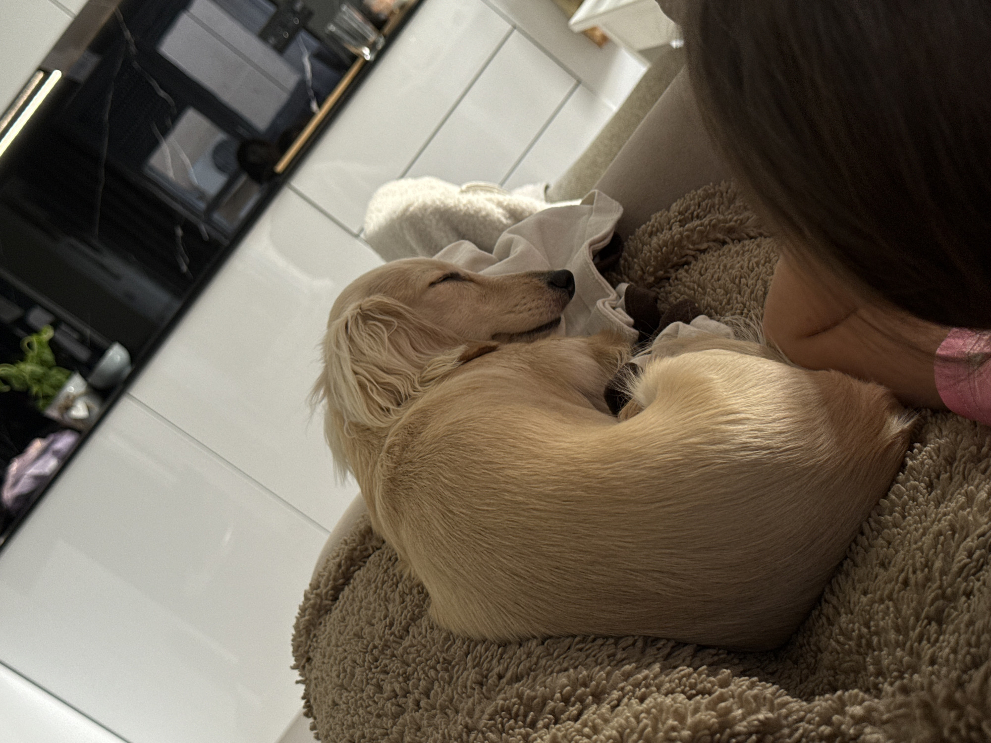 An adult, light-colored dog is sleeping curled up on a textured brown blanket. The dog is lying on a couch, and in the background, a modern kitchen with white cabinets and a black countertop is visible. The scene is illuminated by soft indoor lighting, casting gentle shadows. The image was taken indoors, likely in a residential setting in Belgrade, Serbia.