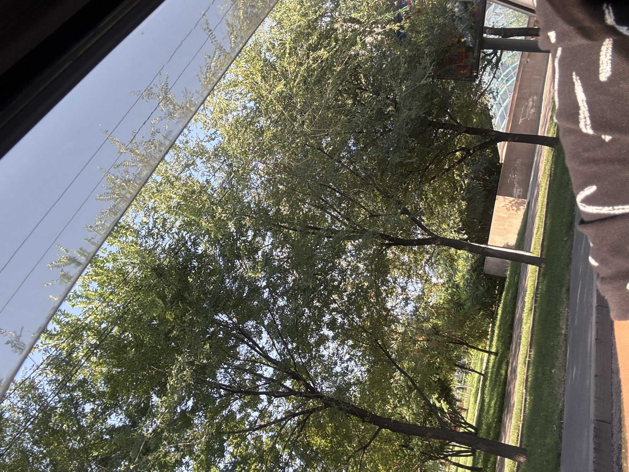 The image shows a view from inside a vehicle, looking out through the windshield. It appears to be a sunny day in Almaty, Kazakhstan, with lush green trees lining a park area and a sidewalk. The trees are full of leaves, and sunlight filters through them, creating dappled shadows on the grass. Beyond the trees, there is a low concrete wall and what appears to be a modern building with a glass roof, possibly a greenhouse or a shopping center. The reflection of branches and leaves from the trees and possibly overhead wires are visible on the windshield, creating a layered effect. The foreground of the image shows a portion of the vehicle's interior, specifically the dashboard and a piece of fabric with a white abstract pattern. The overall impression is of a pleasant, urban park environment during daylight hours.