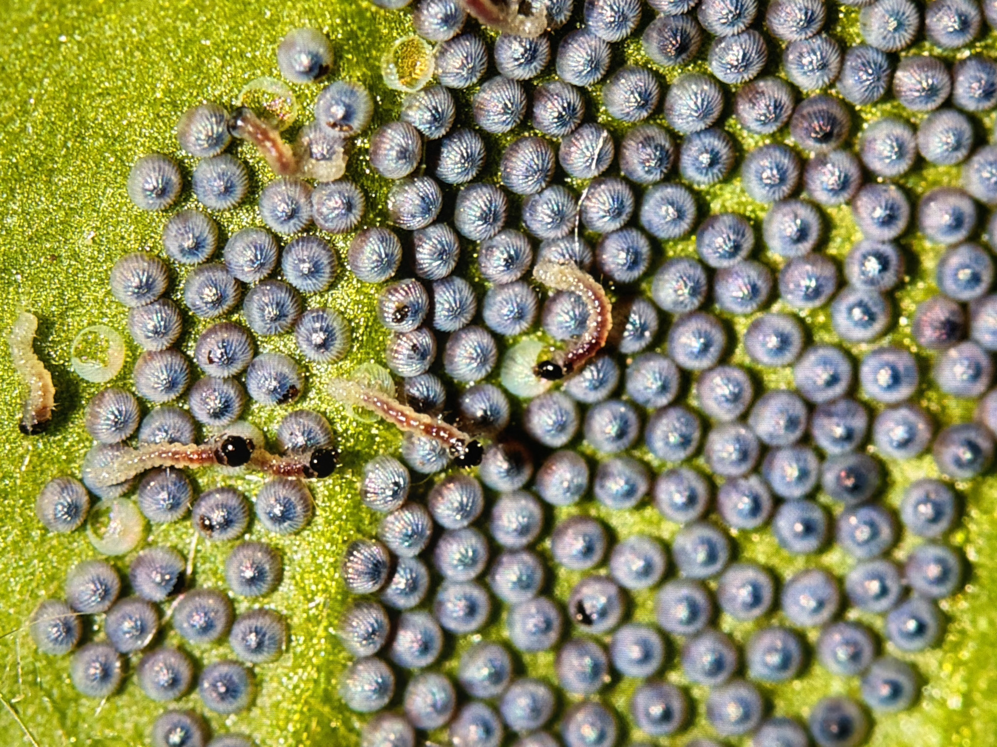 The image is a macro photograph of a cluster of butterfly or moth eggs on a green leaf. The eggs are small, round, and have a ribbed texture, appearing in shades of blue and purple. Several small, pale caterpillars are visible, some actively feeding or moving among the eggs. One caterpillar is positioned at the top of the frame, and two are in the center, interacting with the eggs. The background is a bright green, textured leaf surface. The image appears to have been taken outdoors, likely in a garden or natural environment. There is no information available to determine the location of this scene within the city of Kyiv, Ukraine.