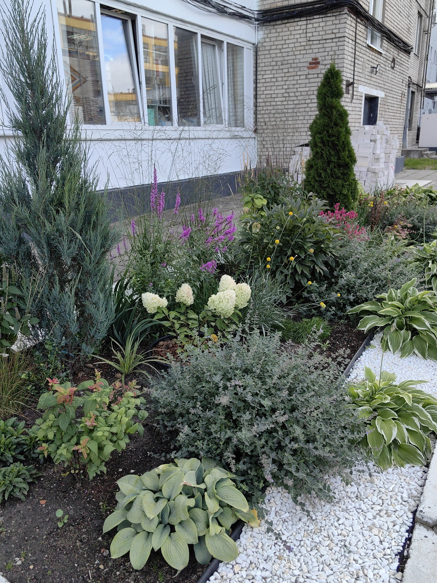 The image shows a flower bed outside a brick building, likely in an urban setting. A tall, slender evergreen tree stands in the middle of the flower bed, which is filled with a variety of plants including hostas, hydrangeas with white blooms, purple flowering plants, and dense green shrubs. The flower bed is bordered by white gravel and a concrete pathway. In the background, a multi-story brick building with white-framed windows is visible, along with a stack of white bricks. The overall scene depicts a well-maintained urban green space.