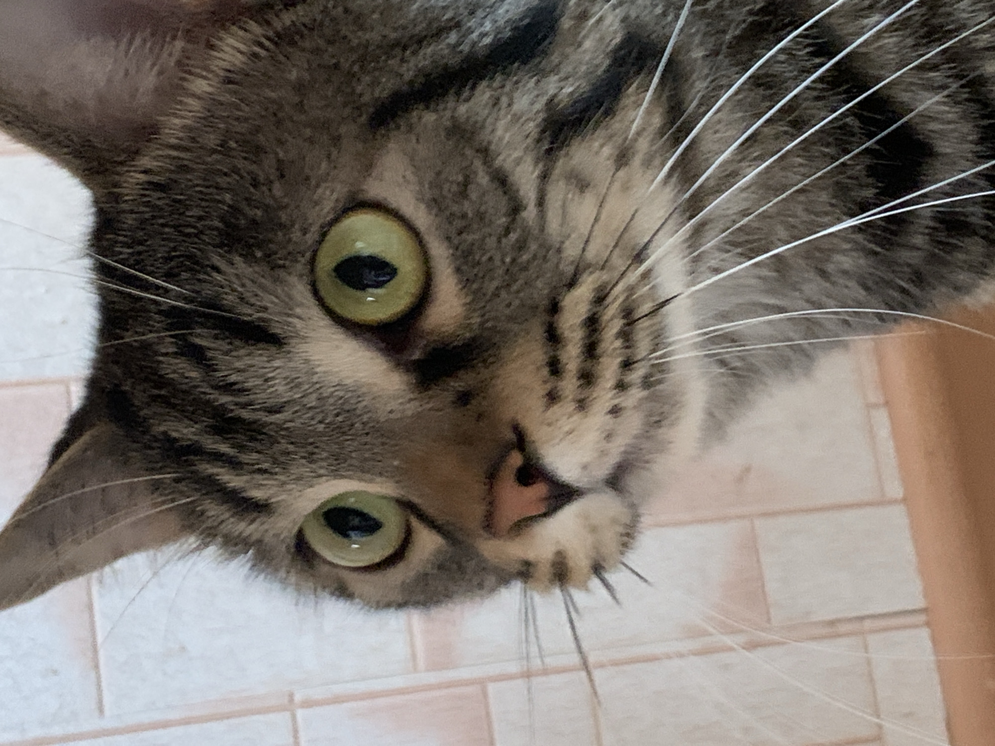 A close-up, angled view of a tabby cat's face. The cat has green eyes, a pink nose, and numerous white whiskers. The background appears to be a tiled surface. No information is available to verify this photo was taken in Stavropol, Russia. There are no people visible.