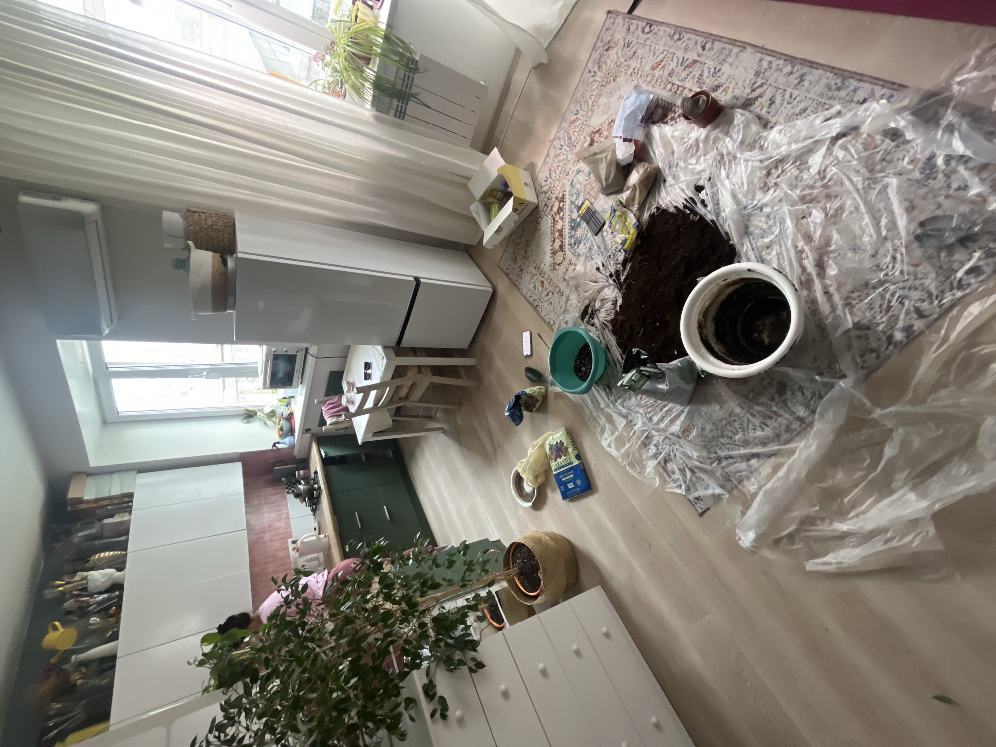 The image shows an interior space in Krasnoyarsk, Russia, apparently a home undergoing plant repotting activity. A large, likely residential, window with white curtains is present. A white refrigerator stands next to a dining table and chairs. An open box, possibly containing garden supplies, sits on the floor next to a patterned rug. Soil, pots, gardening tools, and plastic sheeting are scattered on the floor around the rug. A larger potted plant stands near a white cabinet in the foreground. In the background, a kitchen area with white cabinets and a brick-patterned wall is visible. No people are clearly visible in the image.