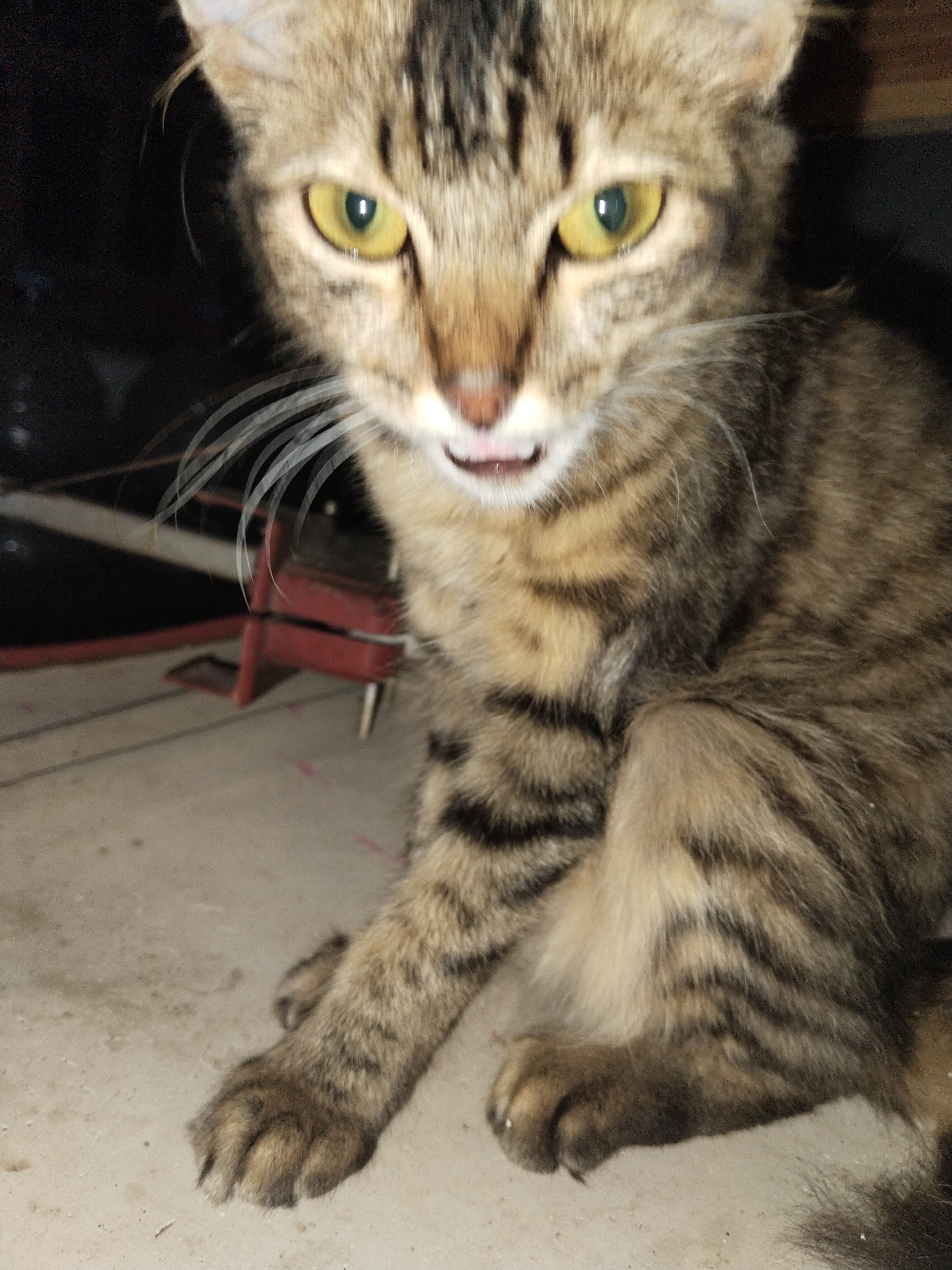 A tan and black tabby cat with yellow eyes is sitting on a concrete surface. The cat is looking directly at the camera with its mouth slightly open, showing its tongue. It has a striped pattern on its fur and long white whiskers. The background is dark with a red object and a dark bag visible. The location is Unknown, Unknown.