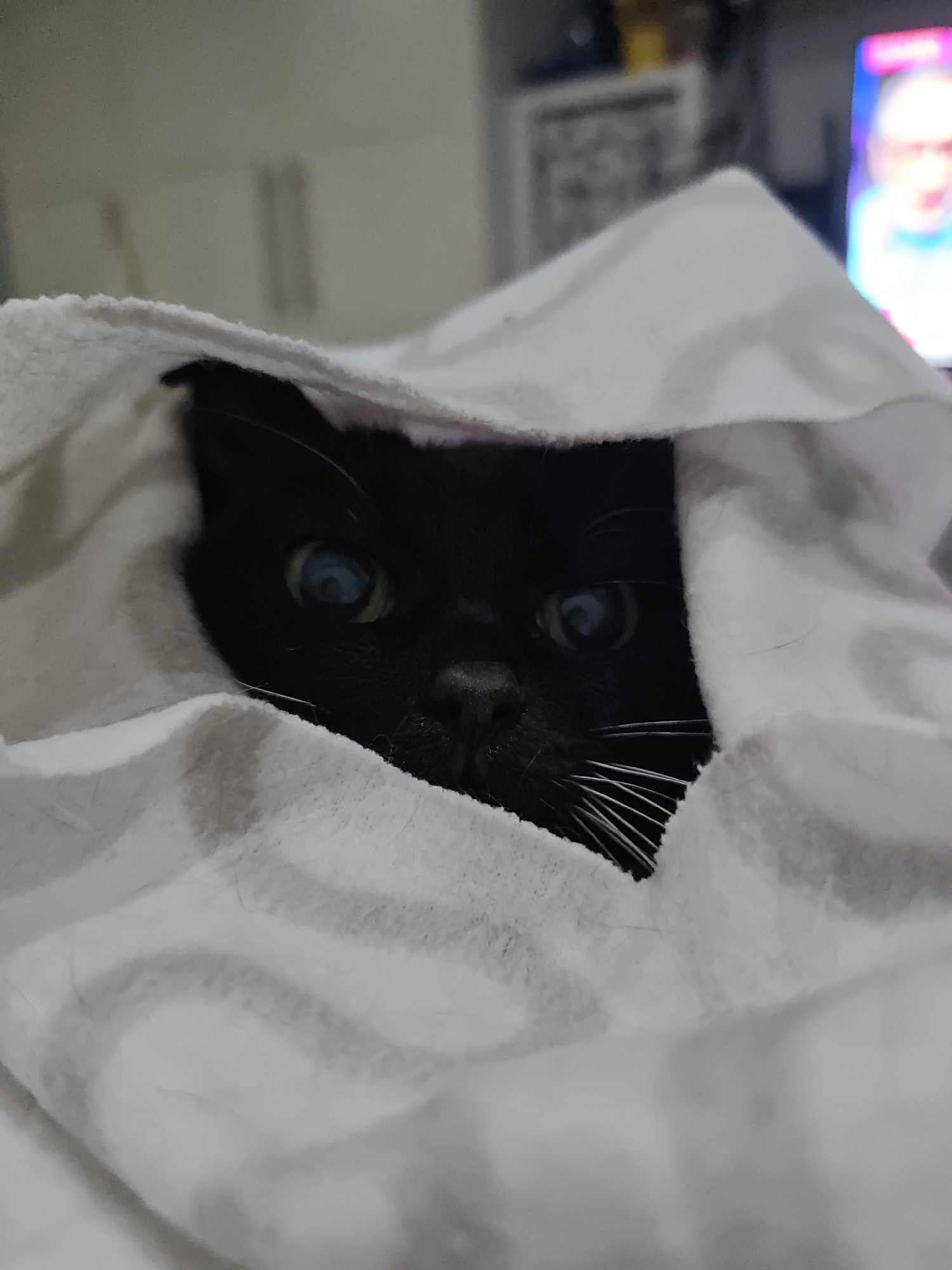 A black cat with striking blue eyes is peeking out from under a white blanket with gray stripes. The cat's face is partially obscured by the blanket, but its whiskers and the top of its head are visible. The background is blurred, but appears to be an indoor setting, possibly a living room, with a television screen showing a person in the upper right corner. The image does not contain any information about the city of Rodniki, Russia.