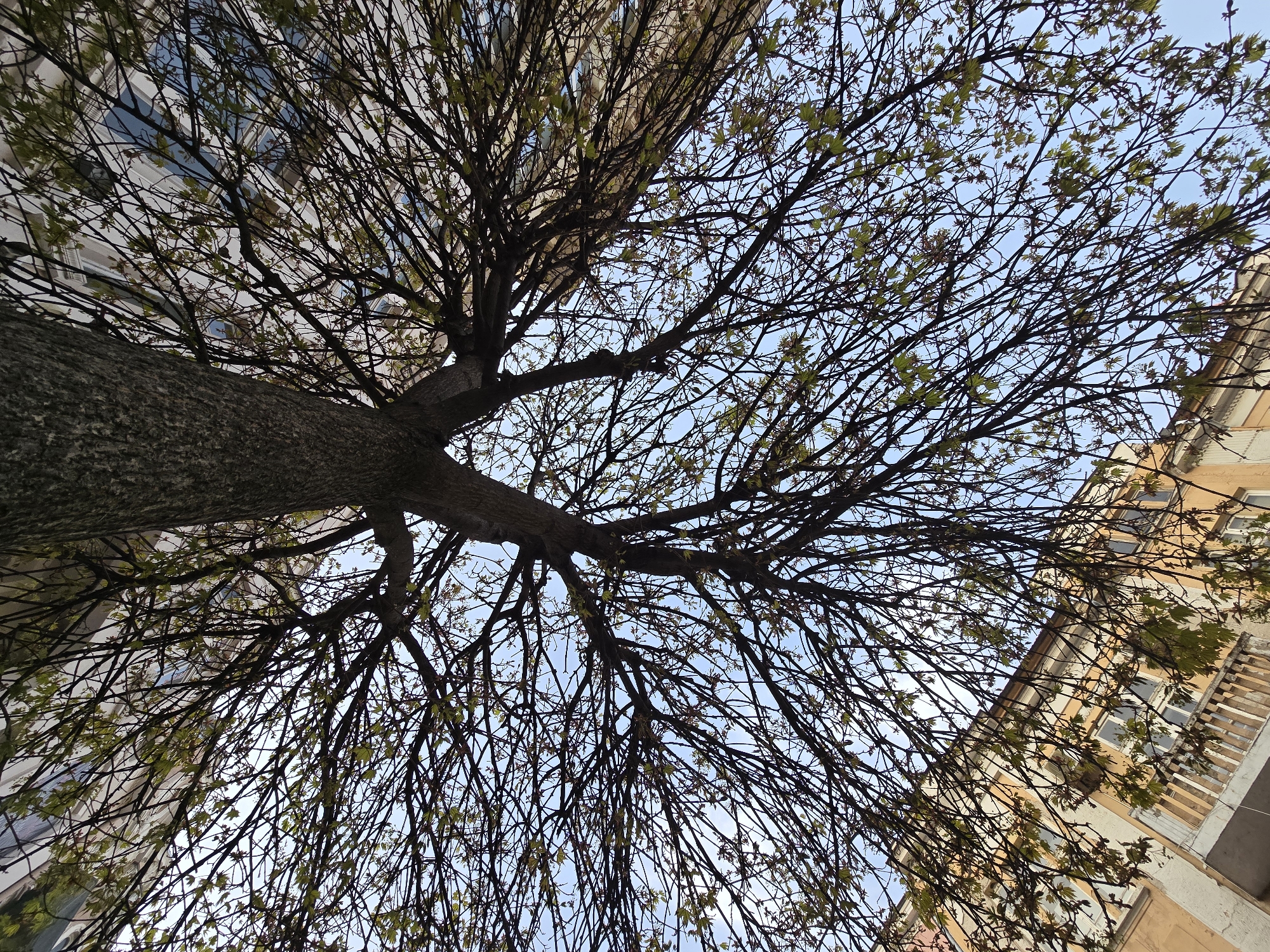 This image shows the view looking up at a tree, likely a maple, with branches that have just begun to sprout leaves. The tree is positioned between two buildings, one with light-colored stone and rectangular windows, and the other with a yellow-orange facade and a balcony. The sky is visible through the branches and is a pale blue with some white clouds. The tree trunk appears thick and textured, suggesting it is mature. The location is urban.