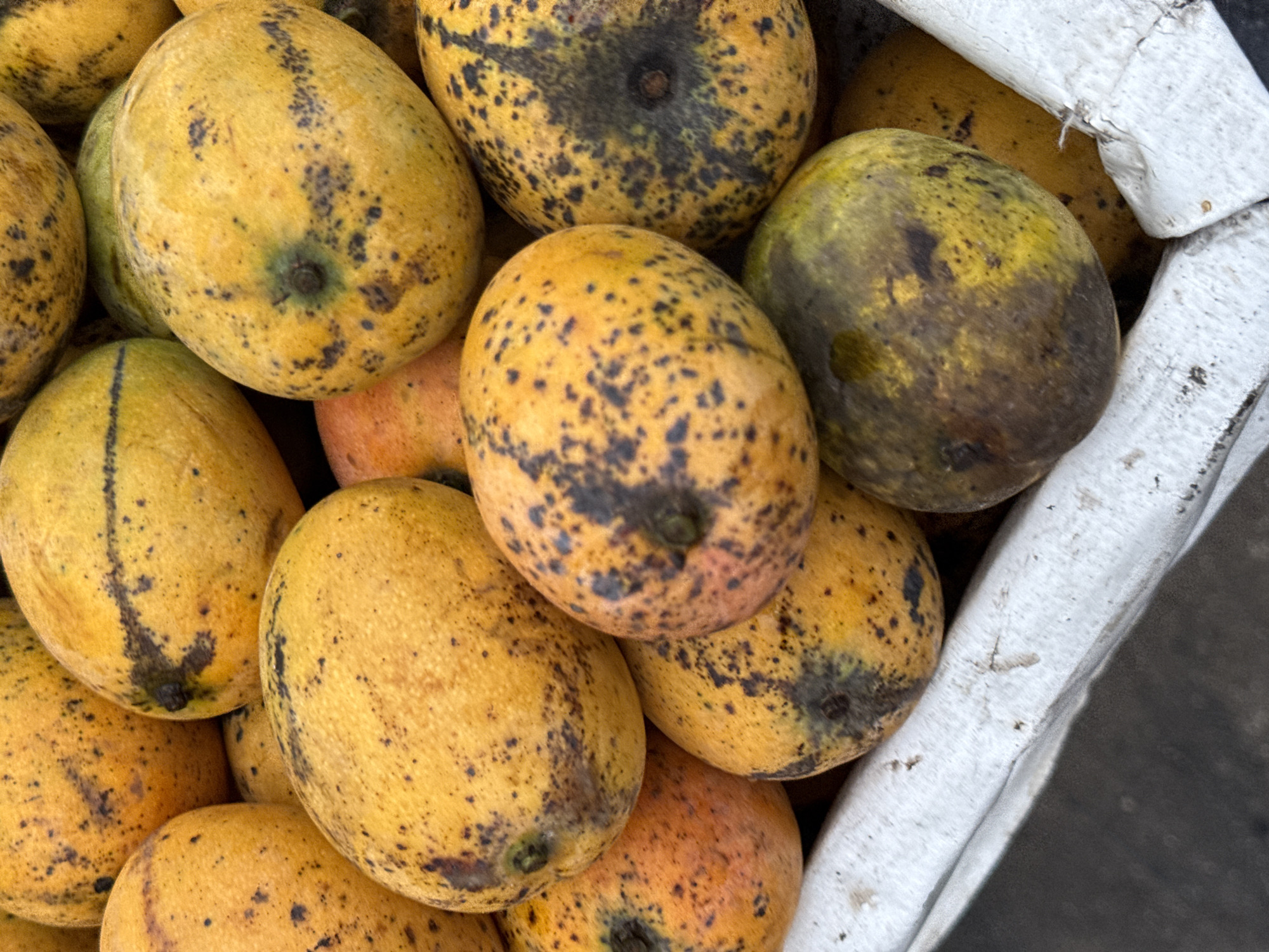 A high-angle, close-up shot captures a bounty of ripe mangos piled within a coarse, white, possibly woven sack or container, visible along the right and upper edges of the frame. The mangos are predominantly yellow, with many displaying distinctive black and dark brown spots and blemishes across their skin, suggesting ripeness or a particular variety. Some fruits also exhibit greenish areas, particularly near the stems, or hints of orange. The mangos are densely packed, creating a textured mass of fruit that fills most of the image. The lighting appears natural, highlighting the irregular contours and speckled surfaces of the mangos. No people or text are visible in the image. The scene conveys a rustic setting, likely a market stall or a storage area for freshly harvested produce in a location like Ado, Nigeria.