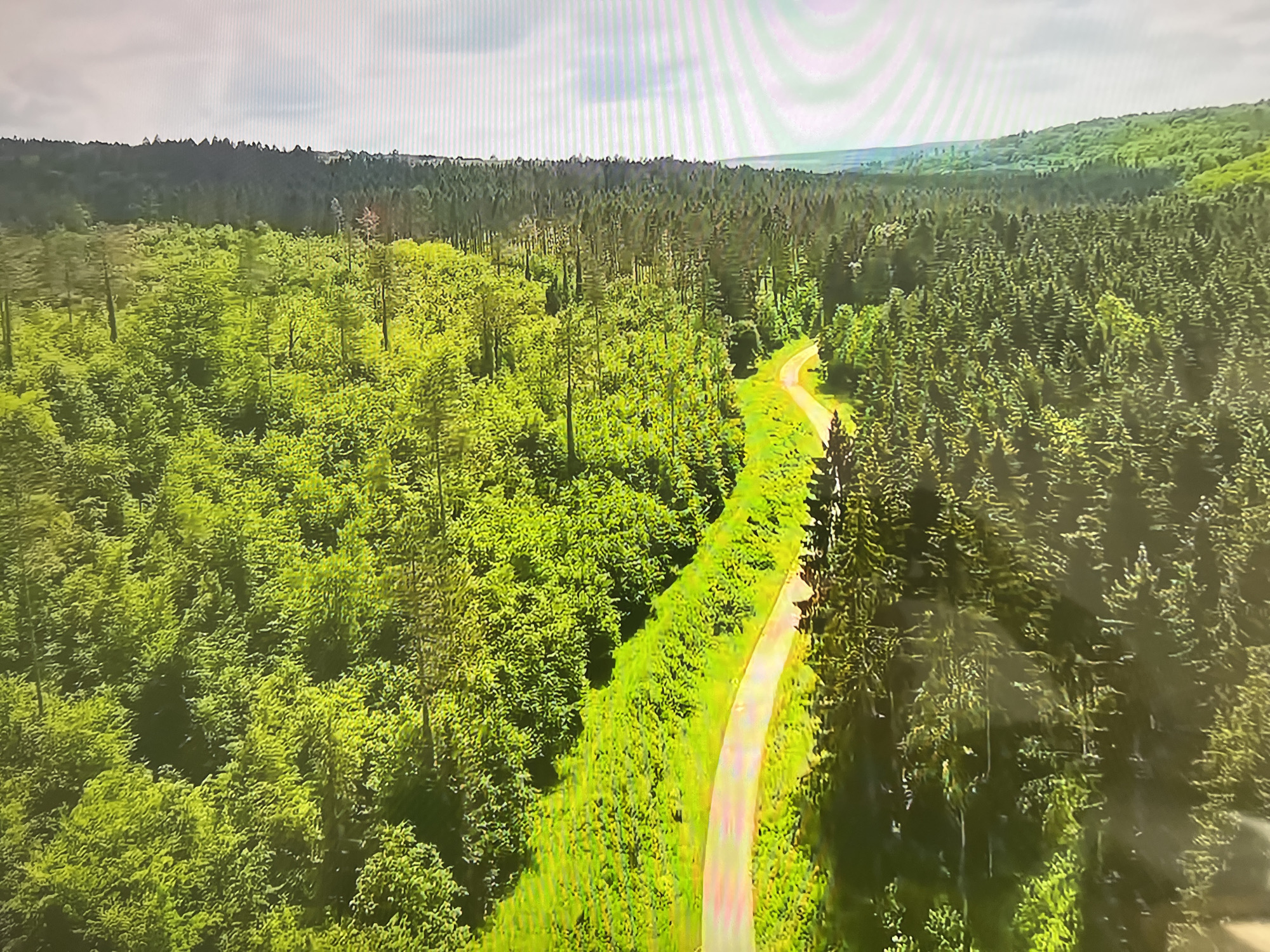 The image depicts an aerial view of a forest bisected by a winding path. The left side of the path is characterized by vibrant green foliage, suggesting deciduous trees. The right side features darker, denser vegetation, likely coniferous trees. The path itself is a light tan color, curving through the landscape. In the distance, the forest extends toward a horizon line, with a cloudy sky above. The location is within the general area of Basingstoke and Deane, United Kingdom, based on the potential vegetation and terrain.