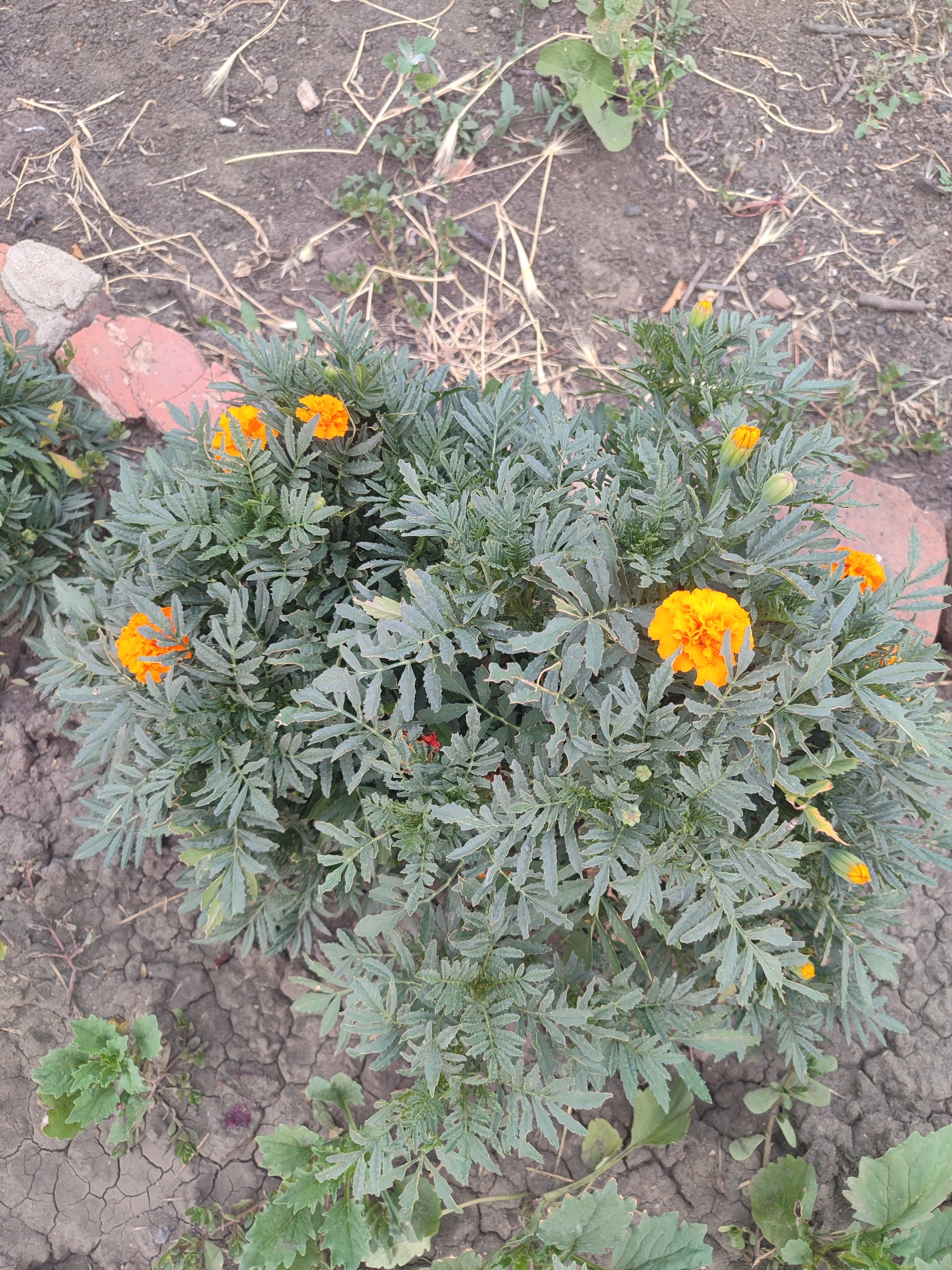 An overhead shot shows a marigold plant with several orange flowers and buds growing in cracked, dry soil. The plant is surrounded by small green weeds and fallen dry grass. Two pieces of broken red brick are partially visible to the left and right of the plant. The scene appears to be outdoors in a garden or undeveloped area.